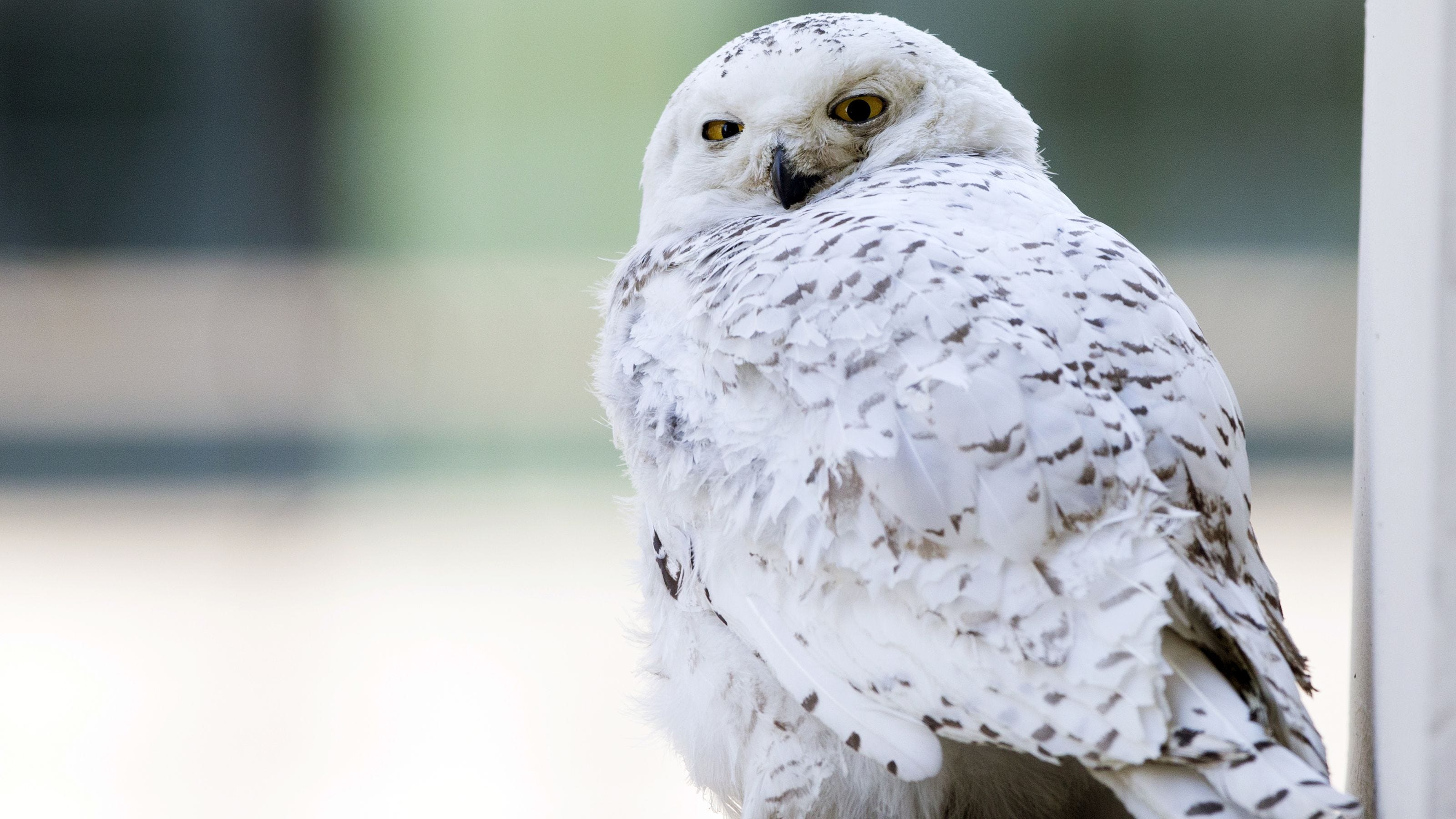 Bird Snowy Owl 3200x1800
