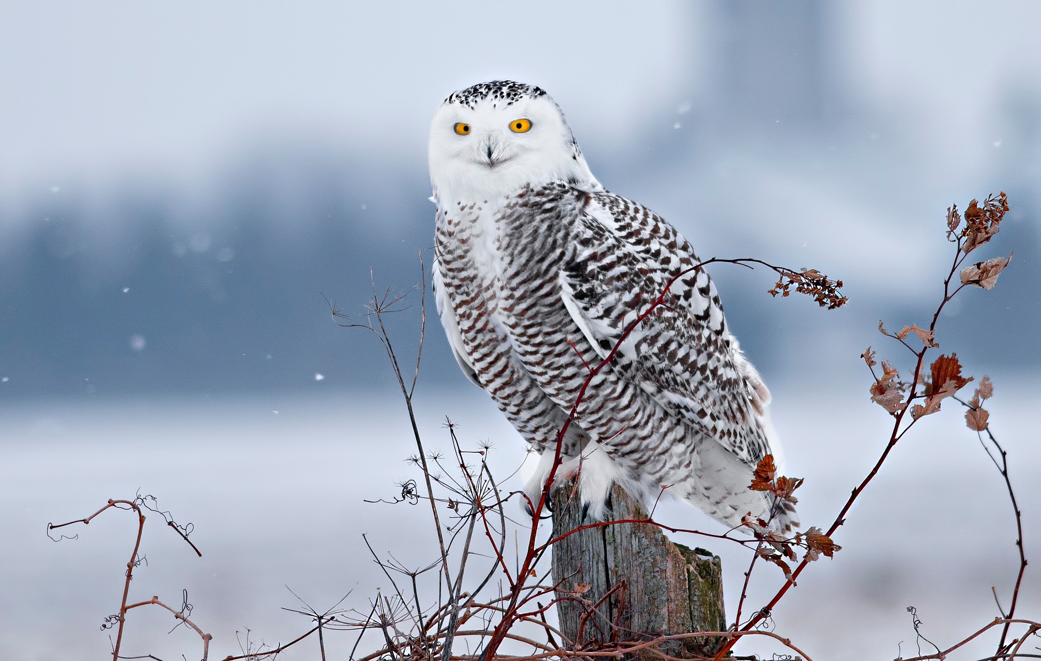 Bird Owl Snowy Owl Wildlife 2048x1301