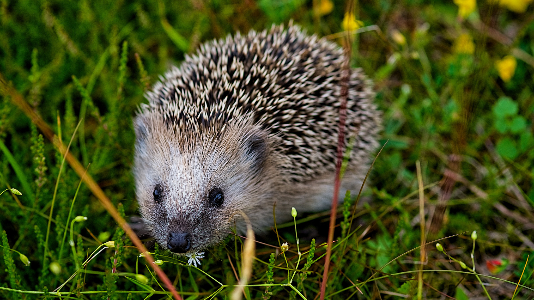 Hedgehog Wildlife 2048x1151