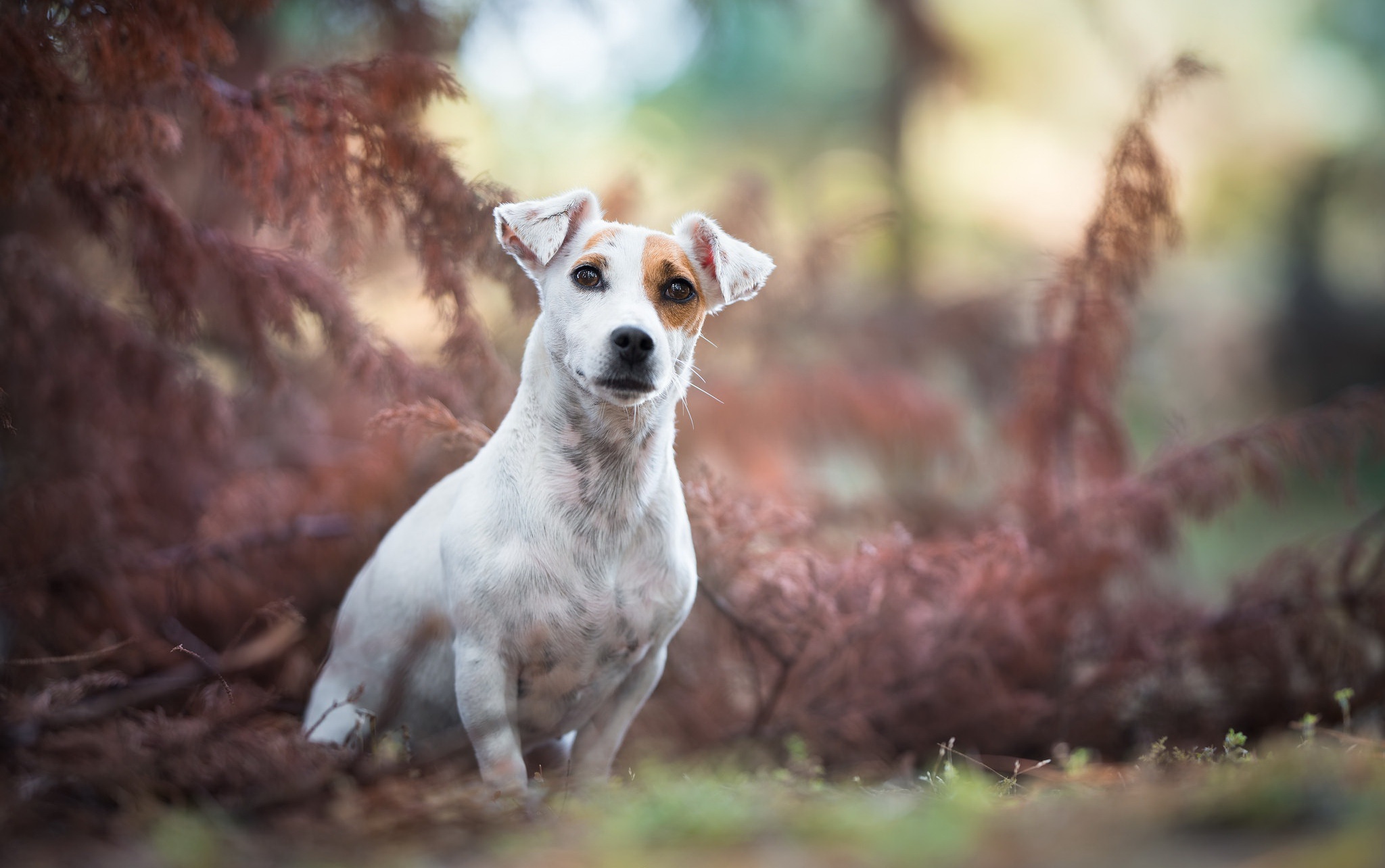 Depth Of Field Dog Jack Russell Terrier Pet 2048x1284