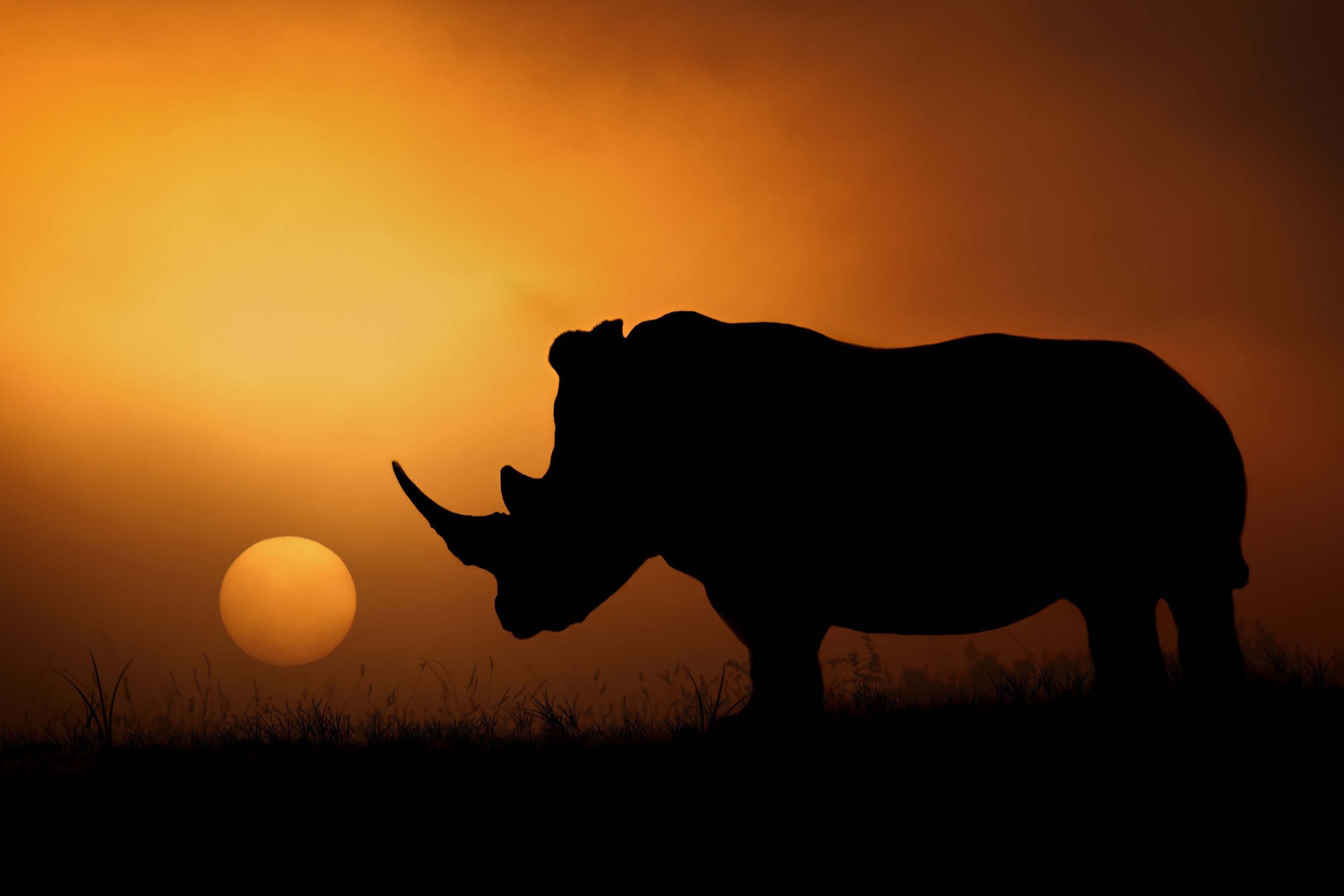 Rhino Silhouette Sunset Wildlife 2500x1667