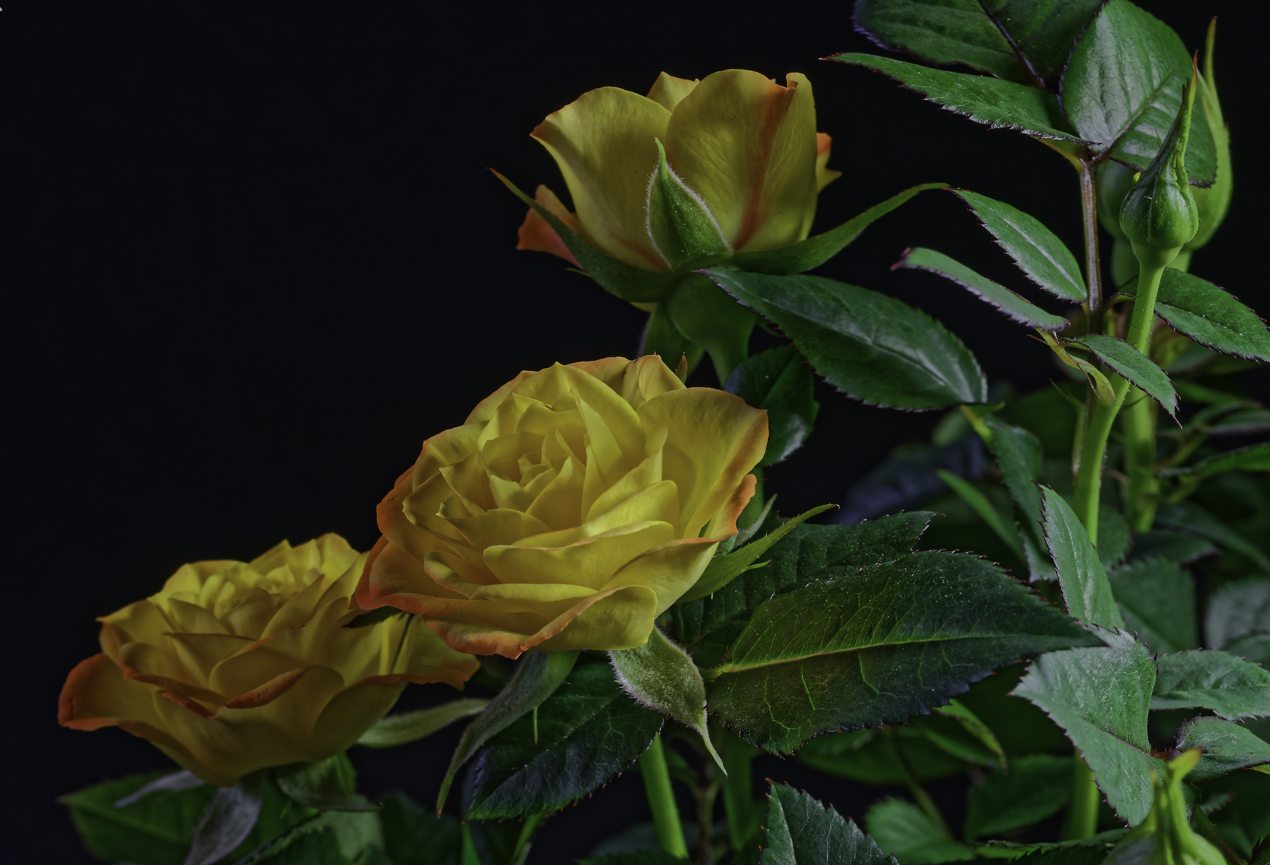 Bush Flower Rose Yellow Flower 5000x3404