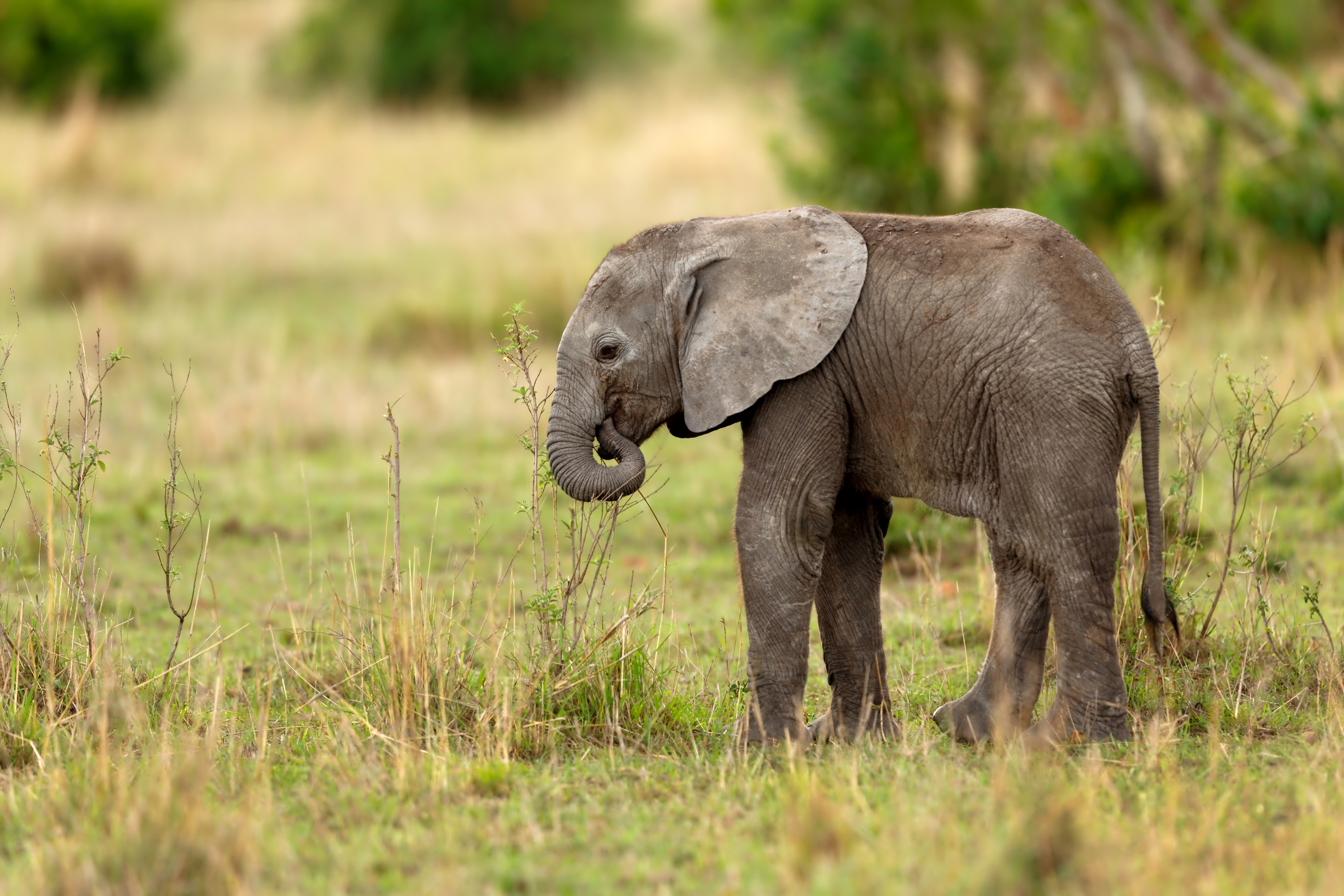 Baby Animal Elephant Wildlife 4800x3200