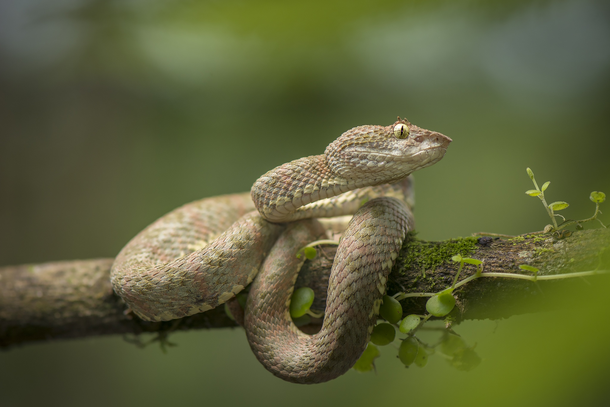 Reptile Snake Viper Wildlife 2048x1365