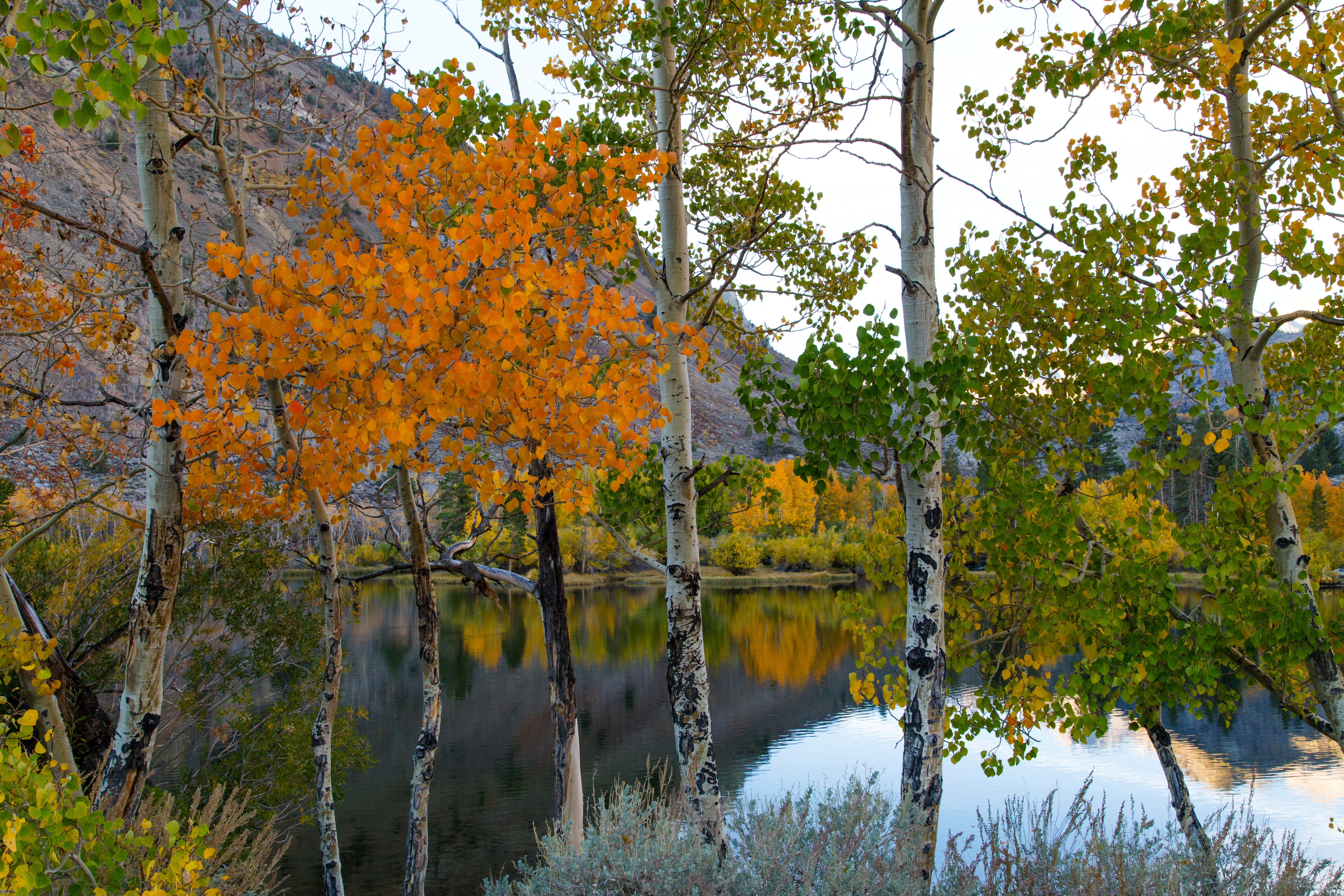 Birch Earth Fall Foliage Lake Tree 5760x3840