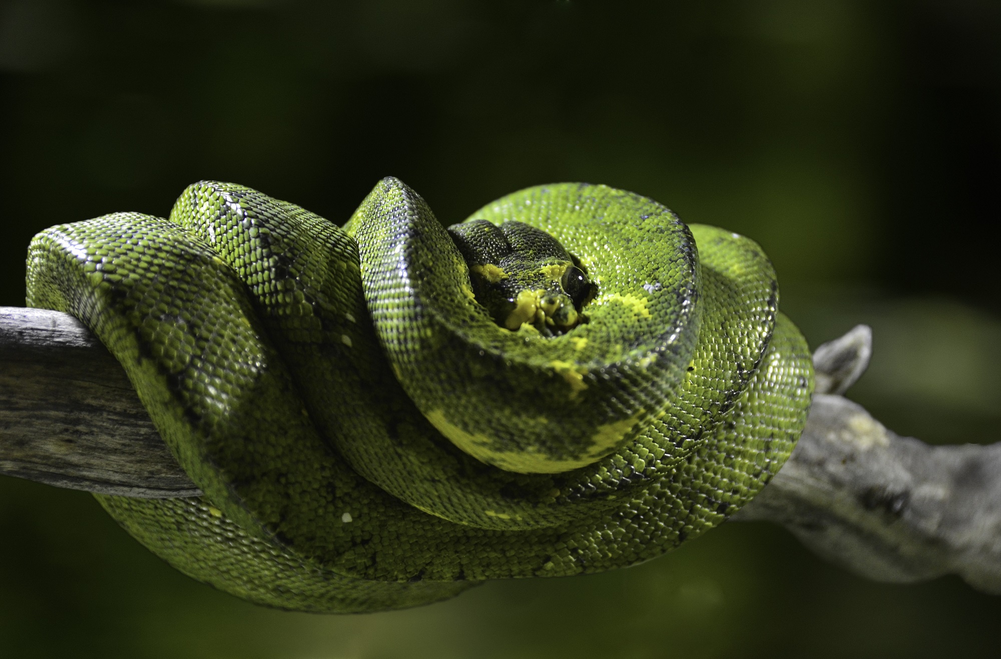 Green Python Reptile Snake Wildlife 2000x1318