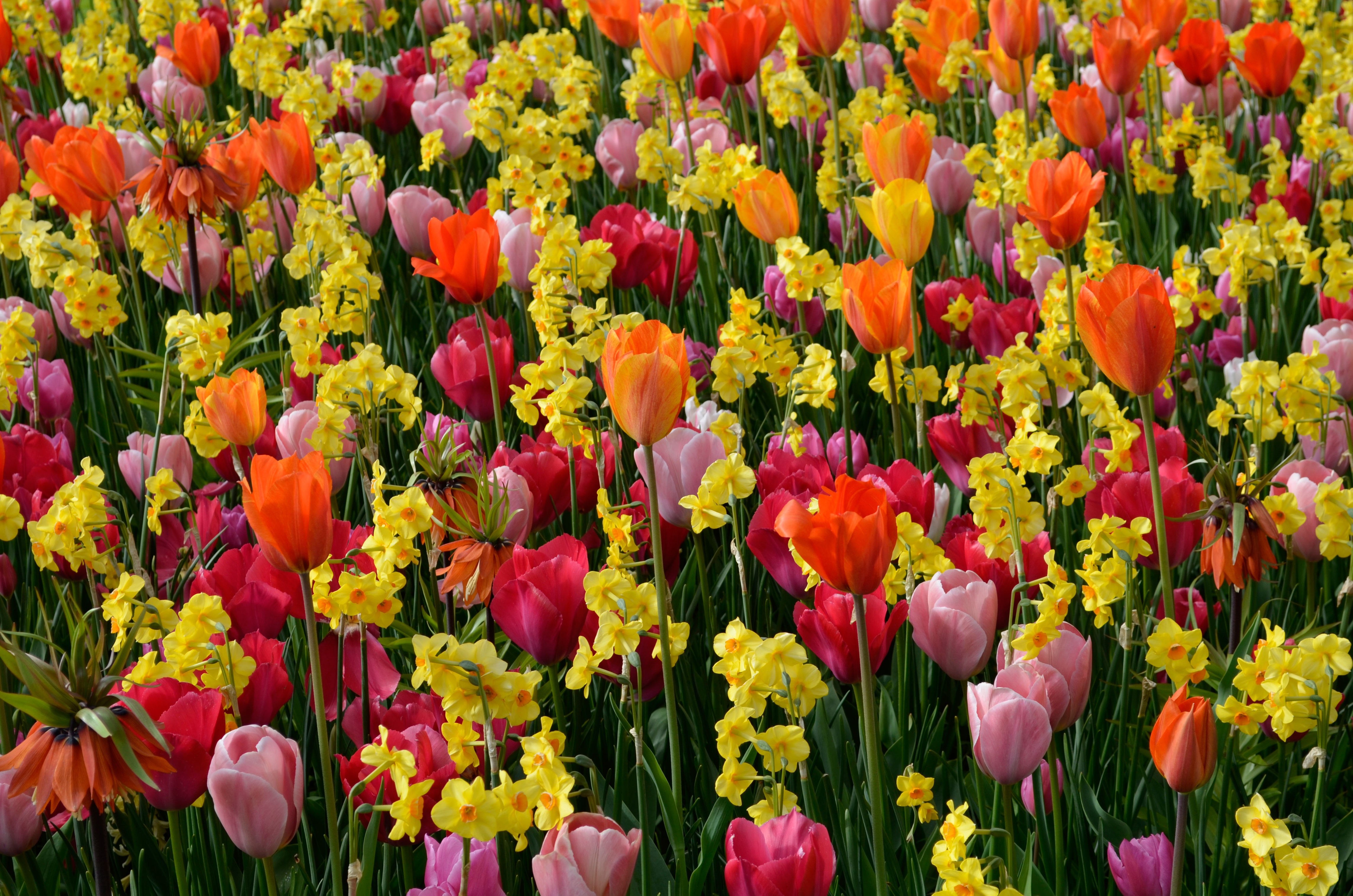 Colors Daffodil Flower Nature Orange Flower Pink Flower Summer Tulip Yellow Flower 4572x3028