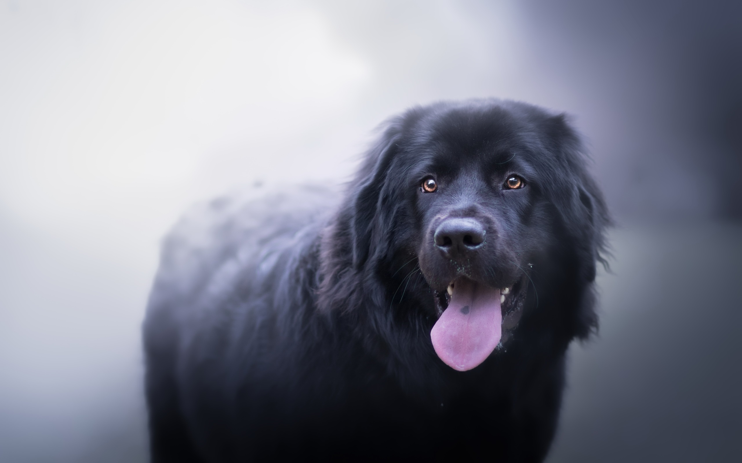 Dog Labrador Muzzle Pet 2560x1598