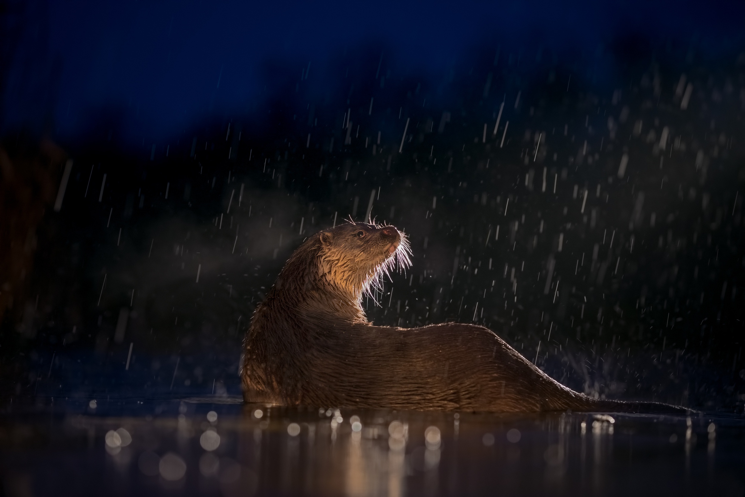 Otters Animals Mammals Wet Ferret 2499x1666