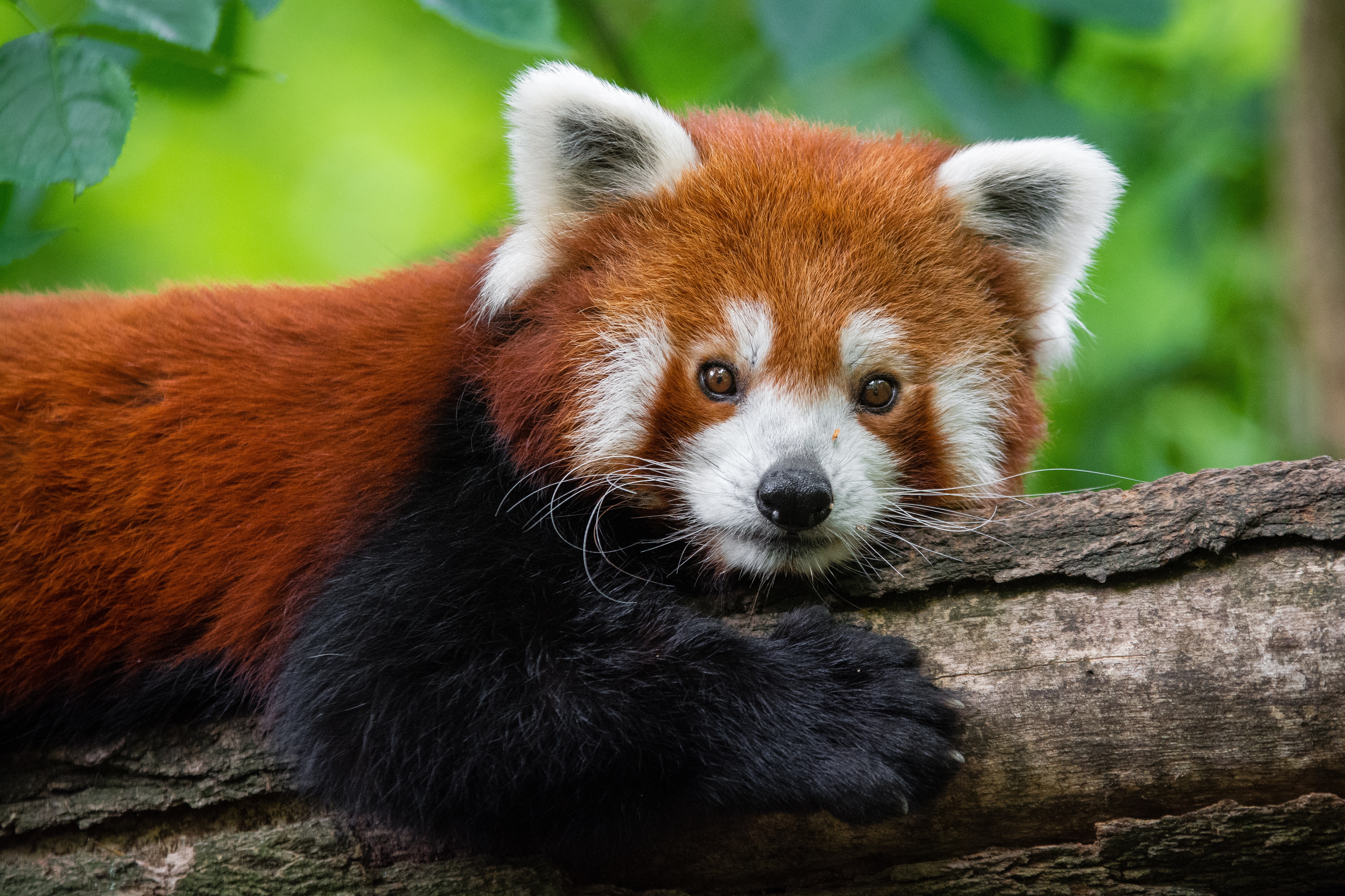 Red Panda Wildlife 5382x3588