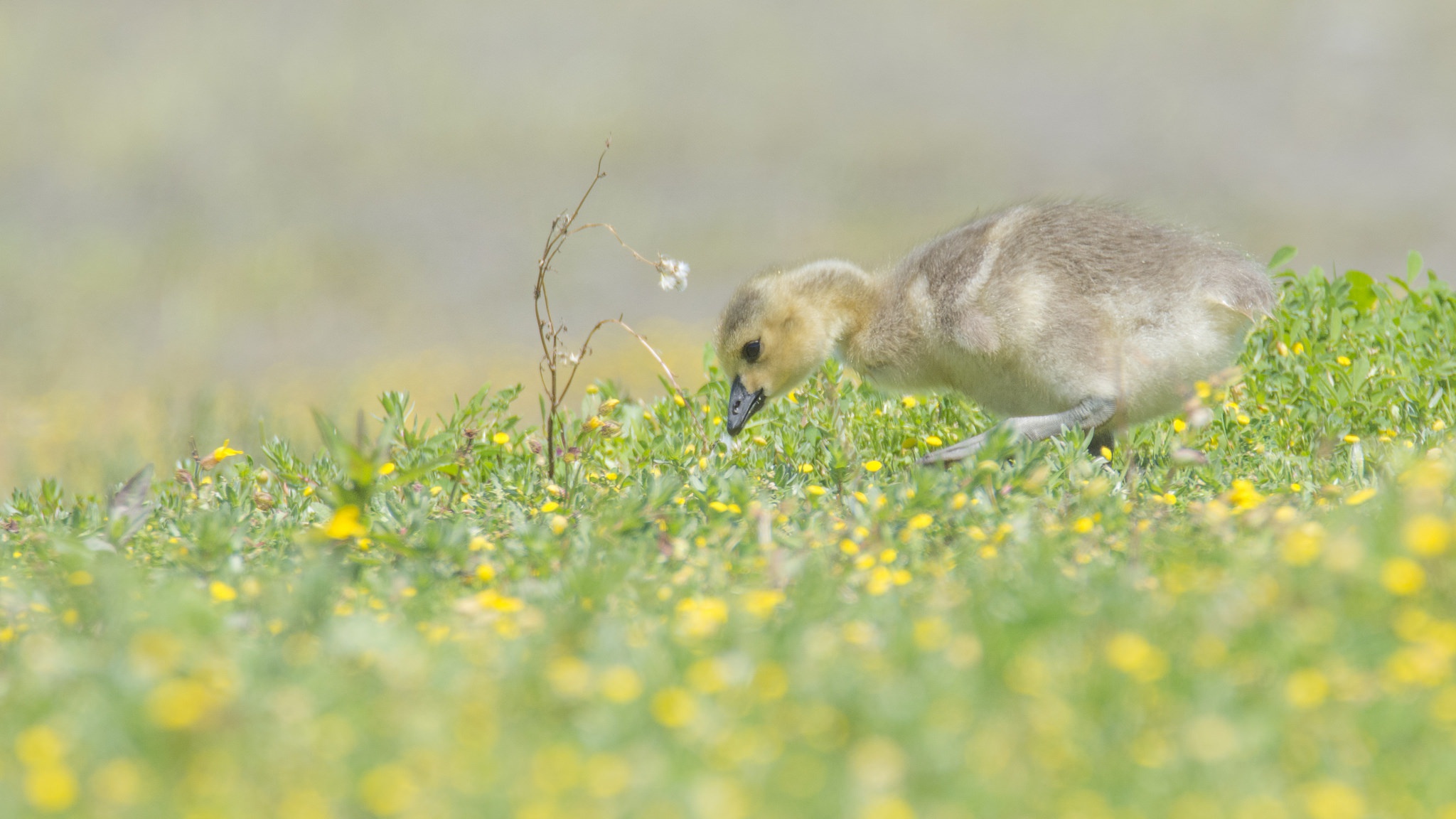 Baby Animal Canada Goose Chick Wildlife 2048x1152
