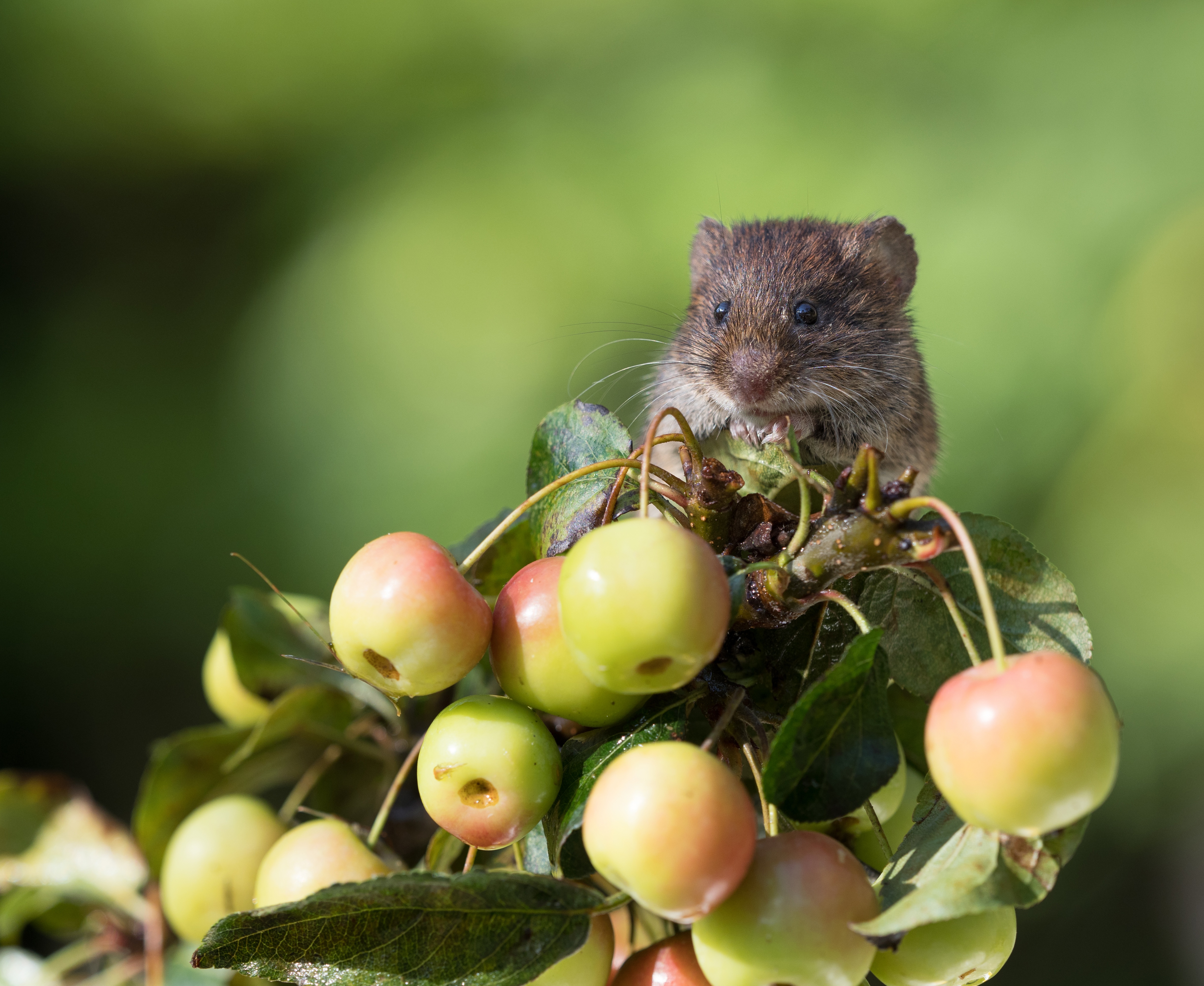 Cherry Mouse Rodent Wildlife 4744x3888