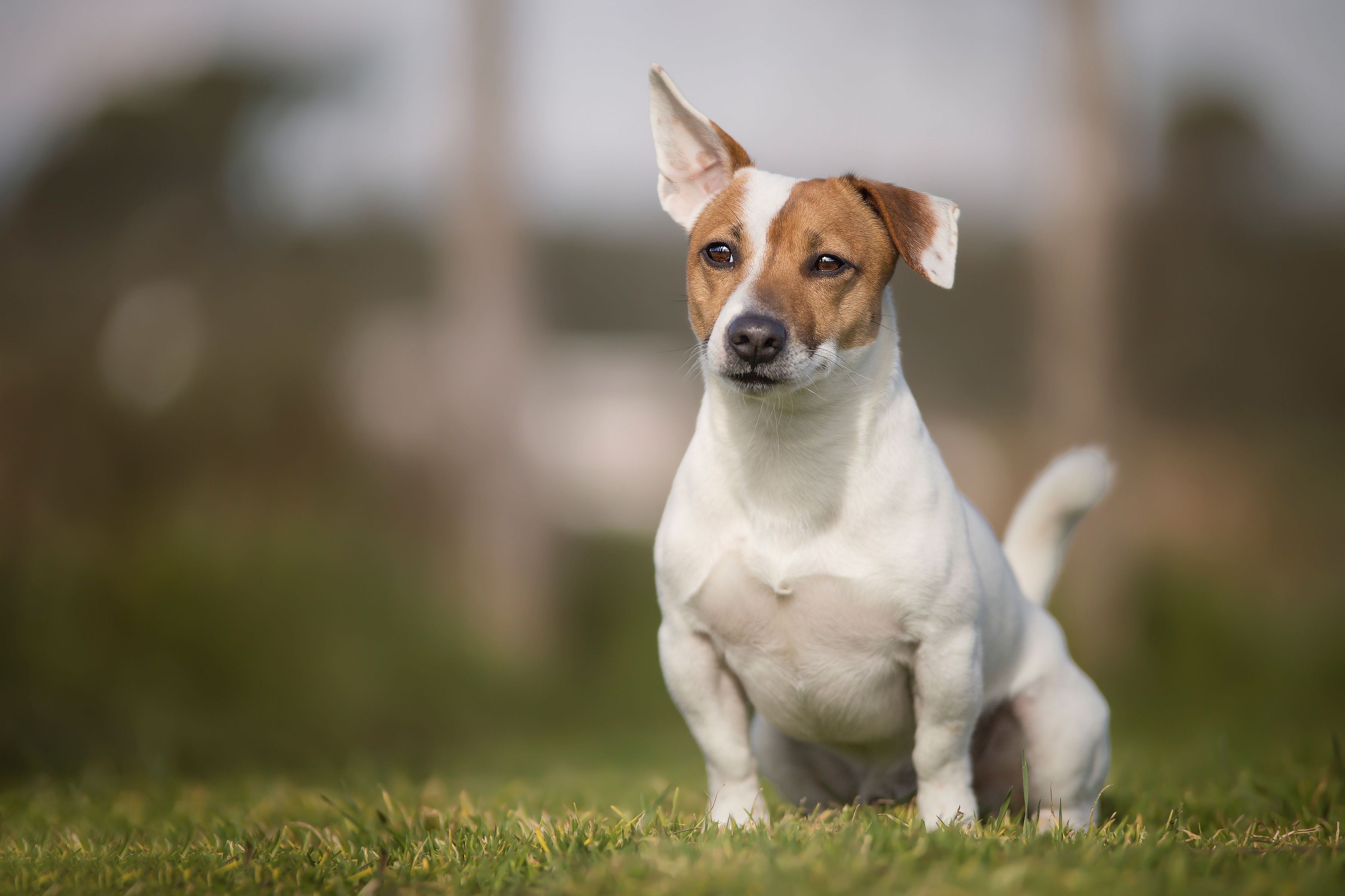 Depth Of Field Dog Grass Jack Russell Terrier Pet 3600x2400