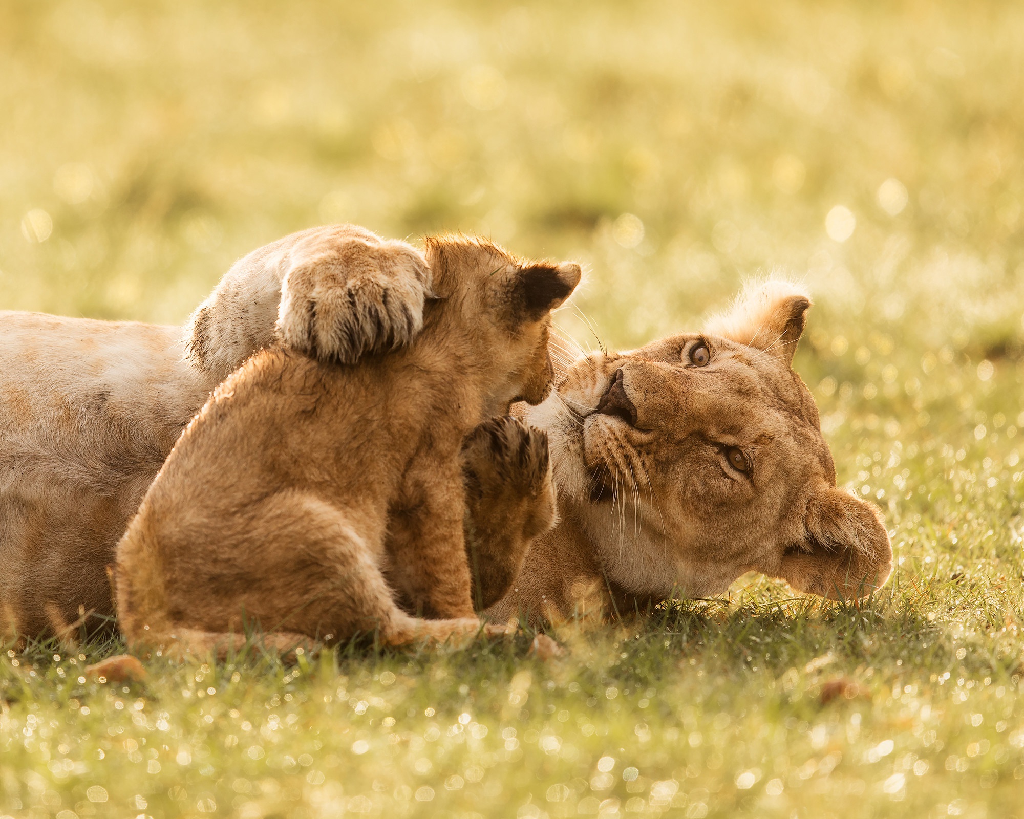 Baby Animal Big Cat Cub Lion Predator Wildlife 2000x1600