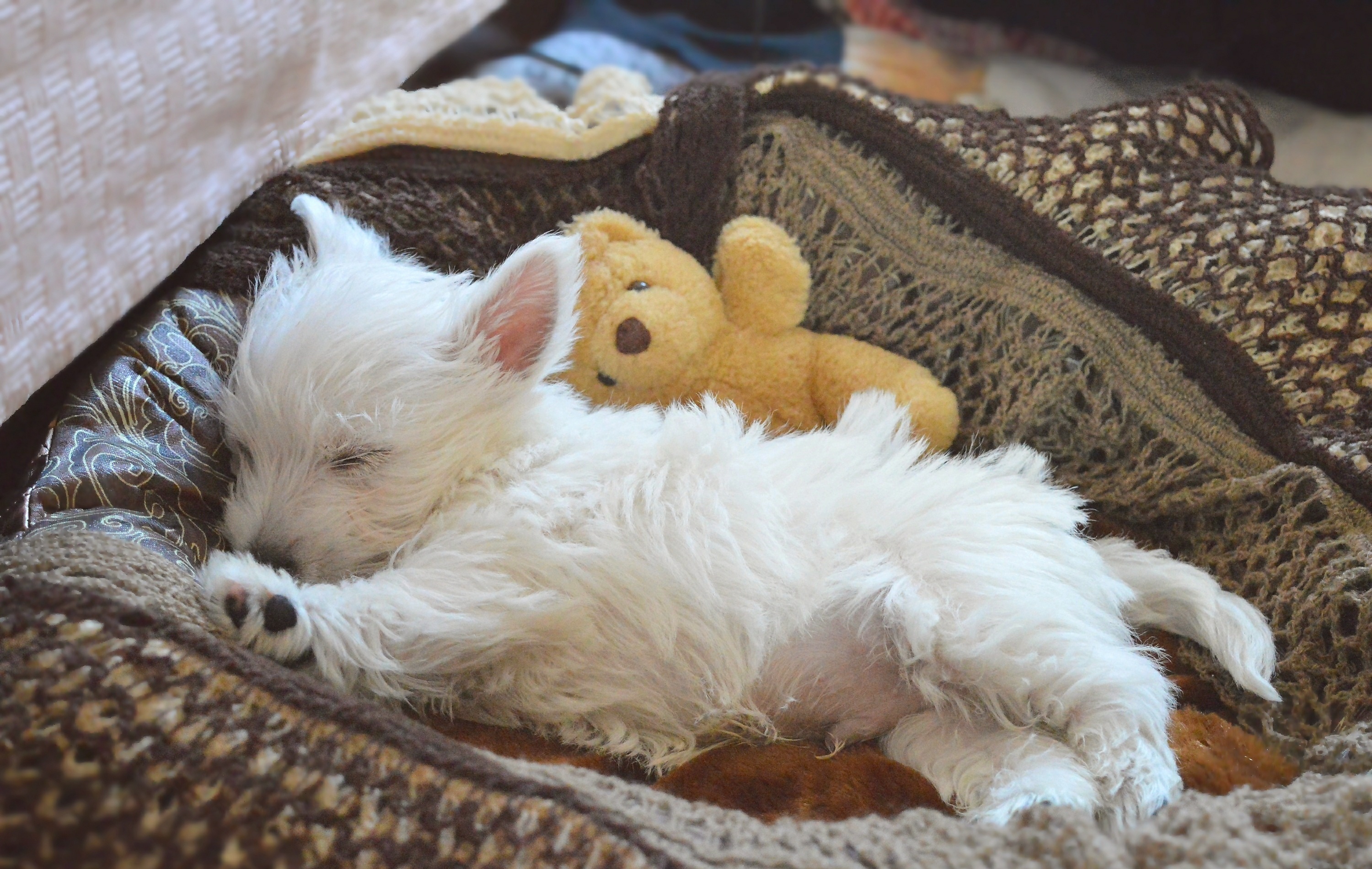 Baby Animal Dog Pet Puppy Sleeping West Highland White Terrier 3000x1901
