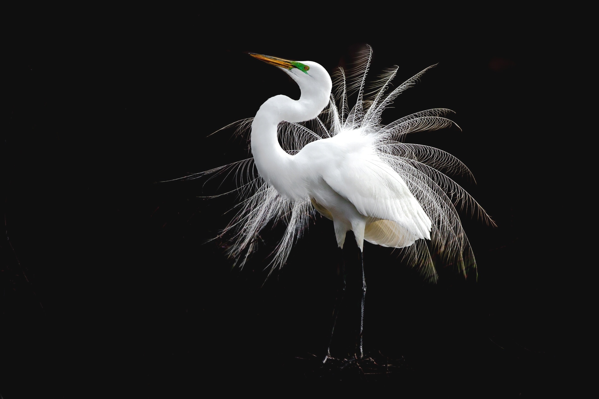 Bird Egret Feather 2048x1365