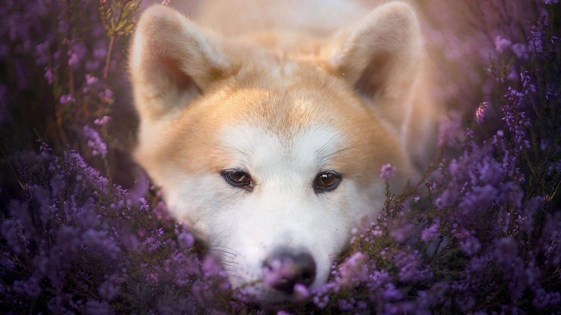Akita Animal Cute Flower Pet Puppy Purple Flower 1920x1080