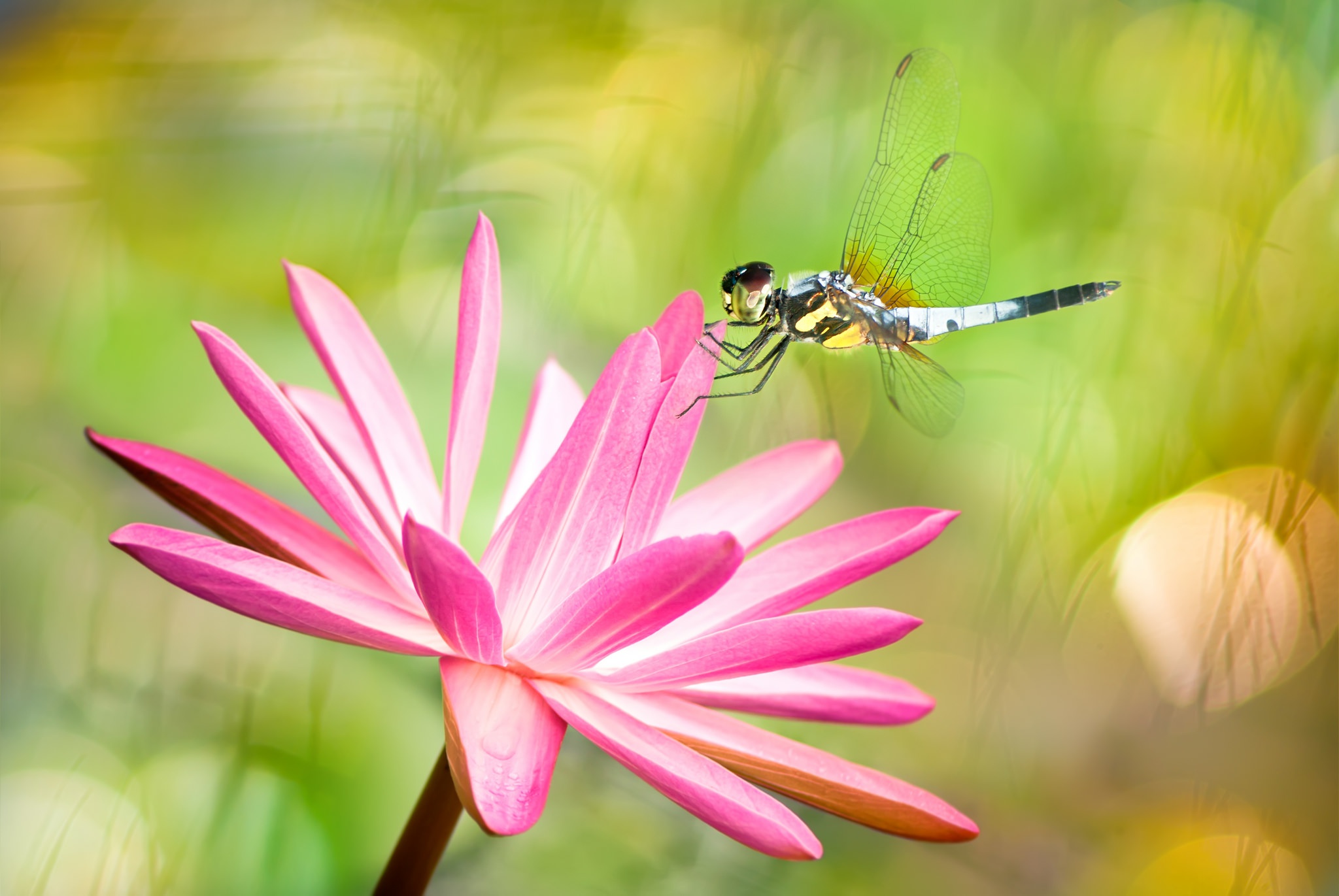 Dragonfly Flower Insect Macro Pink Flower 2048x1371