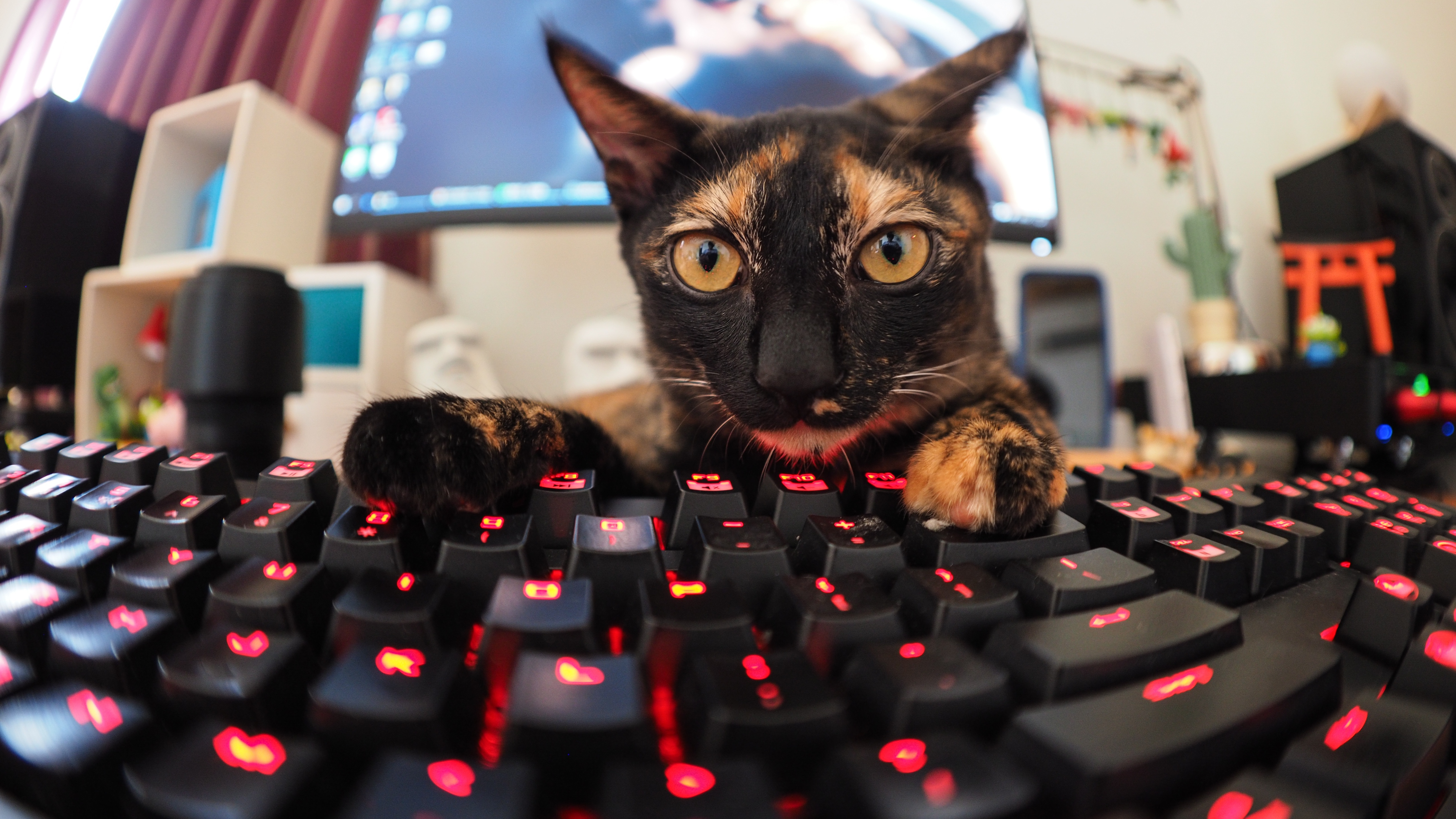 Cat Funny Keyboard Pet Stare 5184x2916