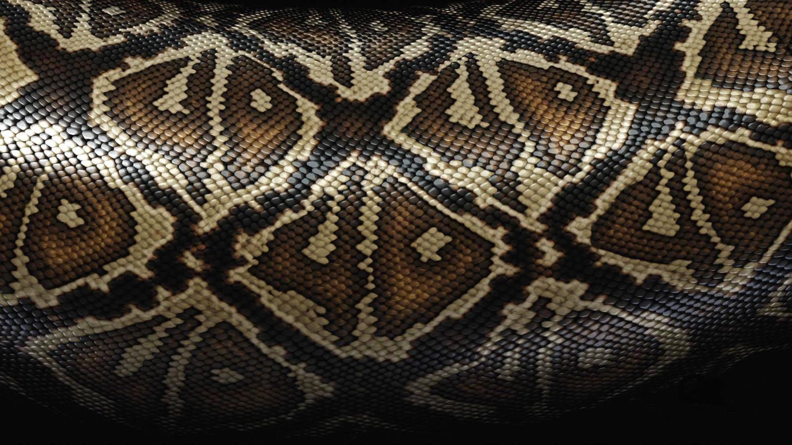 Animal Snake 1600x900