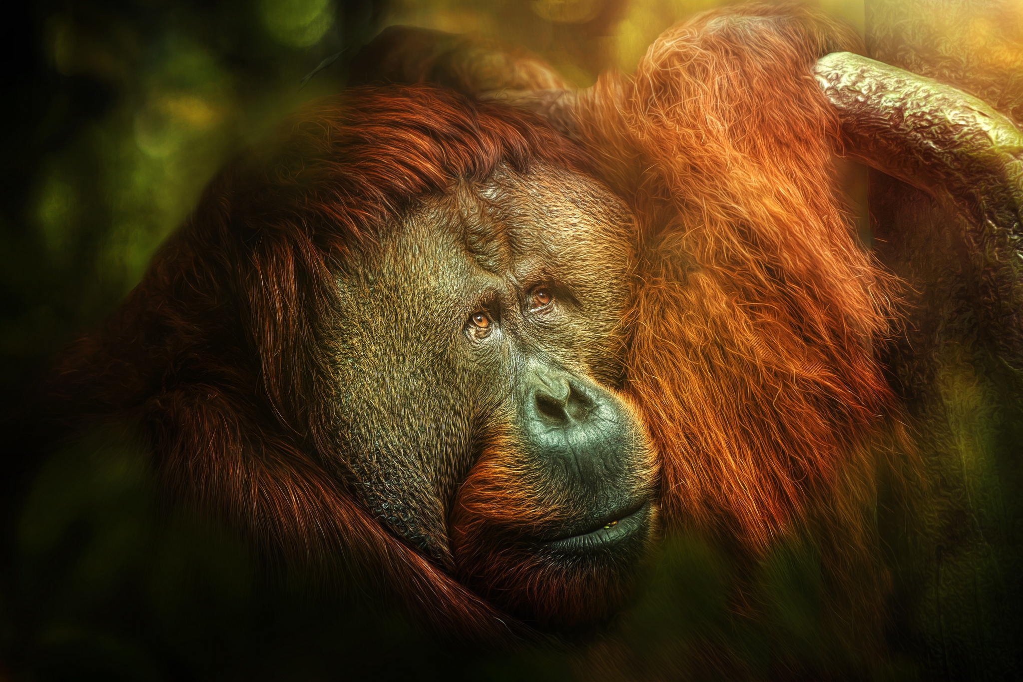 Monkey Orangutan Primate Wildlife 2048x1365
