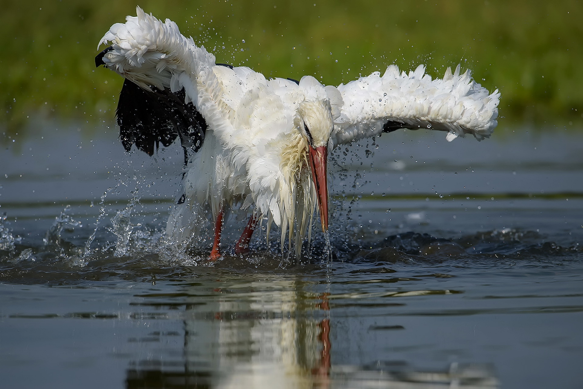 Bird Stork Water White Stork 1920x1280