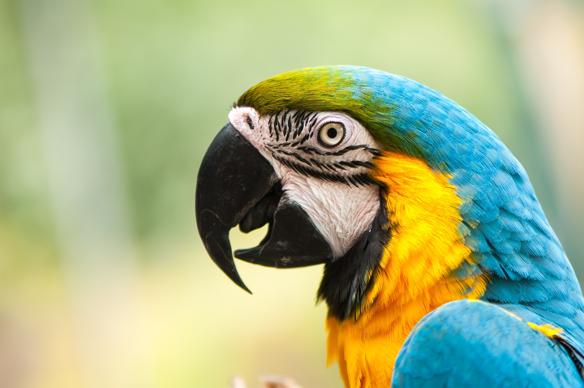 Animal Blue And Yellow Macaw 1920x1275