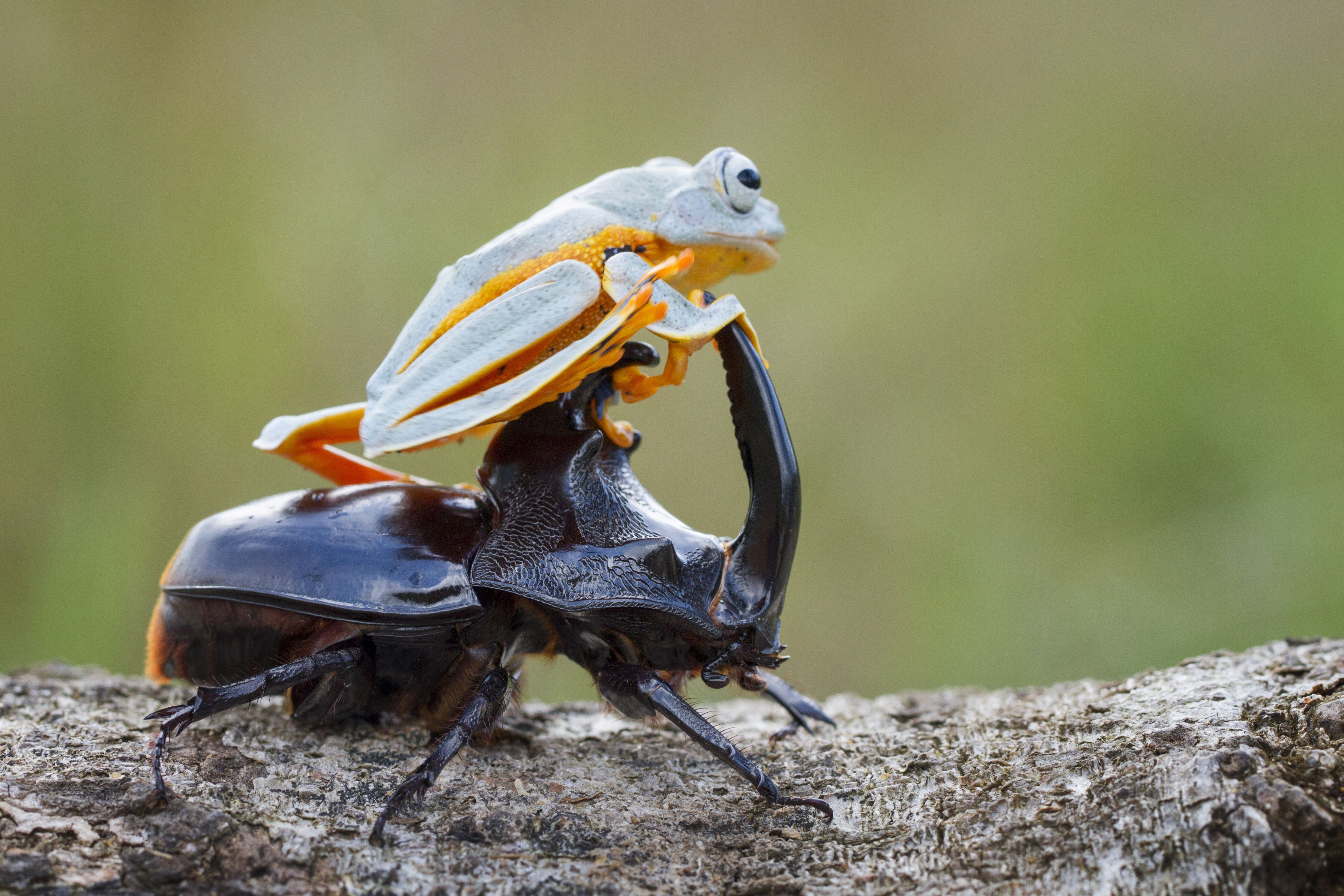 Beetle Frog 4481x2987