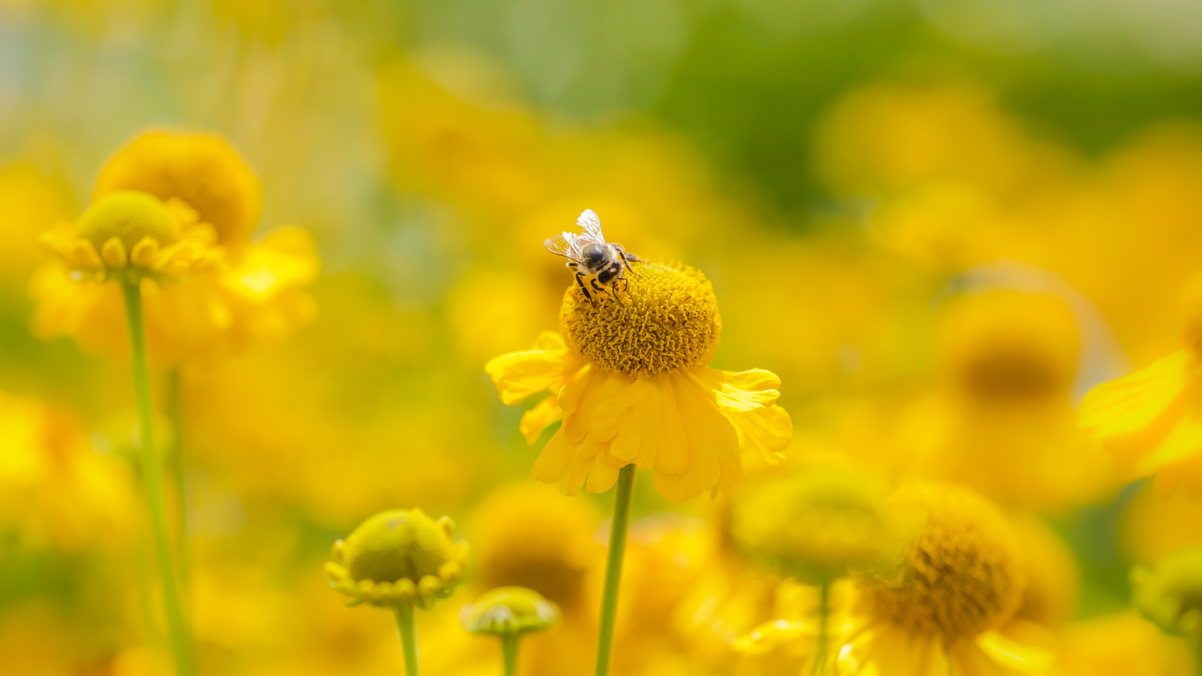 Bee Insect Macro Yellow Flower 2400x1350