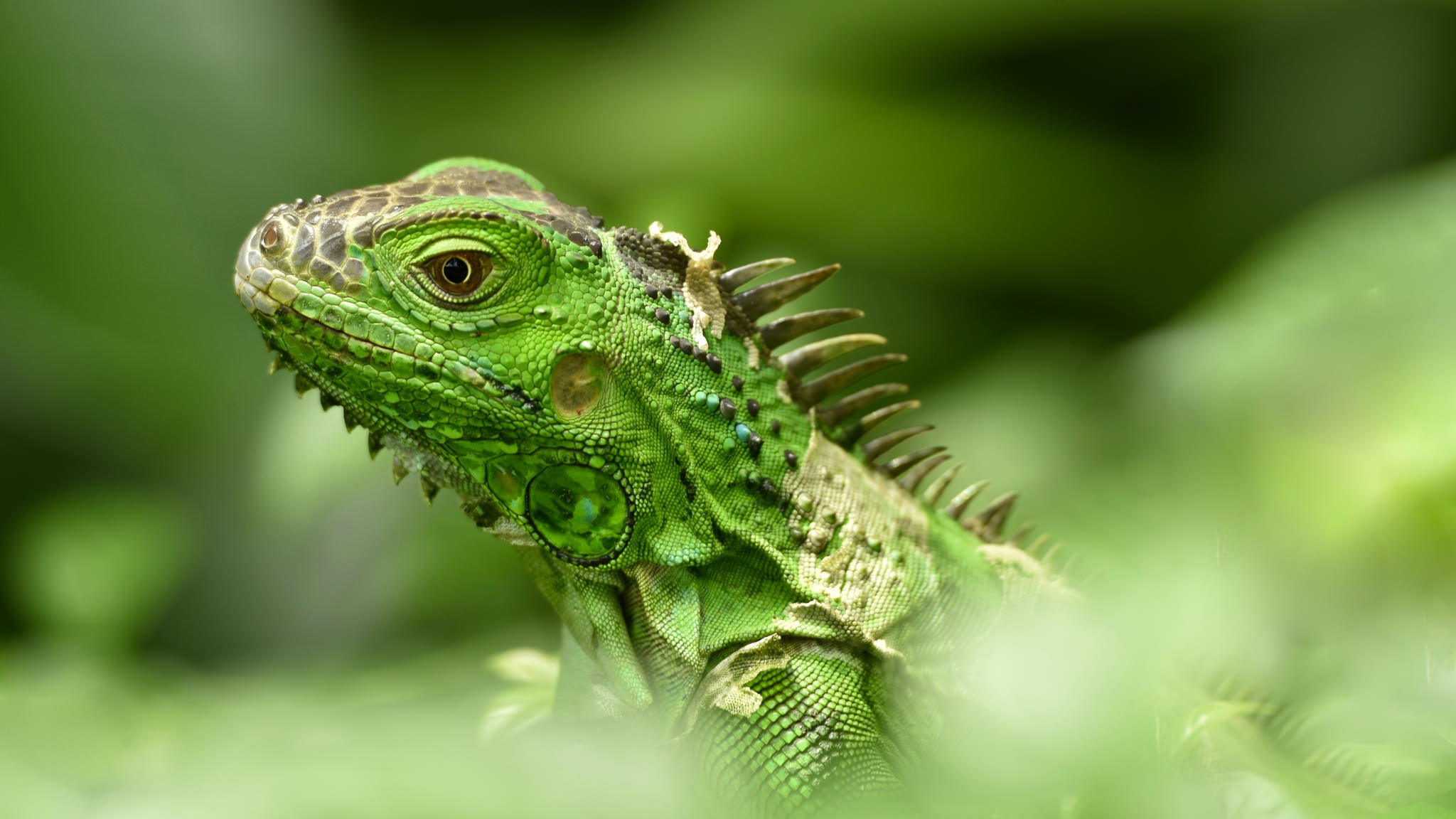 Blur Green Iguana Lizard Reptile Wildlife 2048x1152