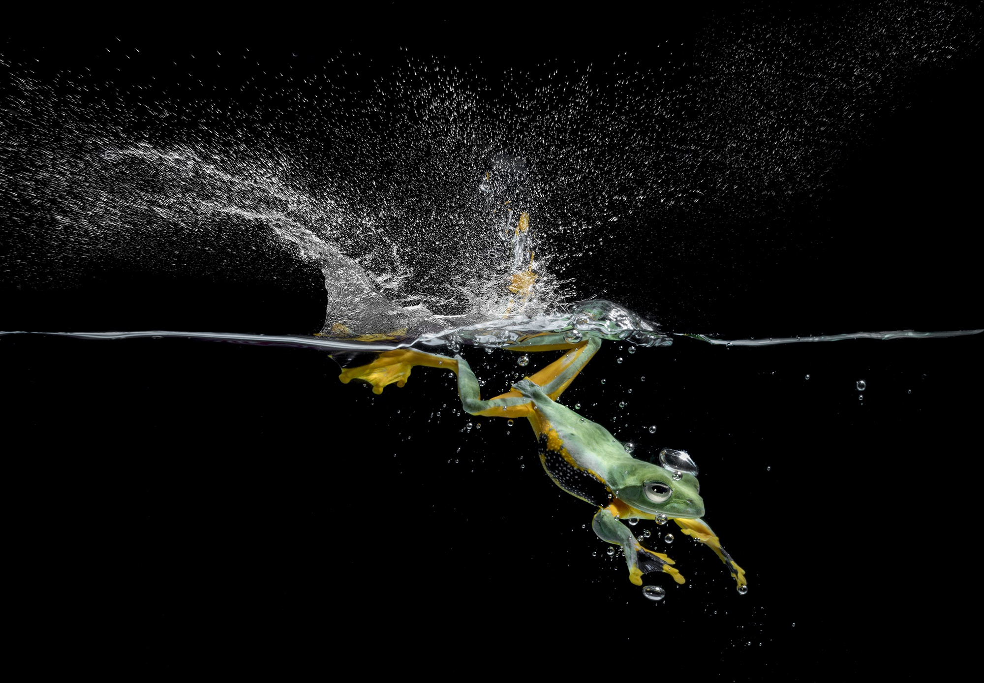 Amphibian Frog Splash Water Wildlife 2000x1388
