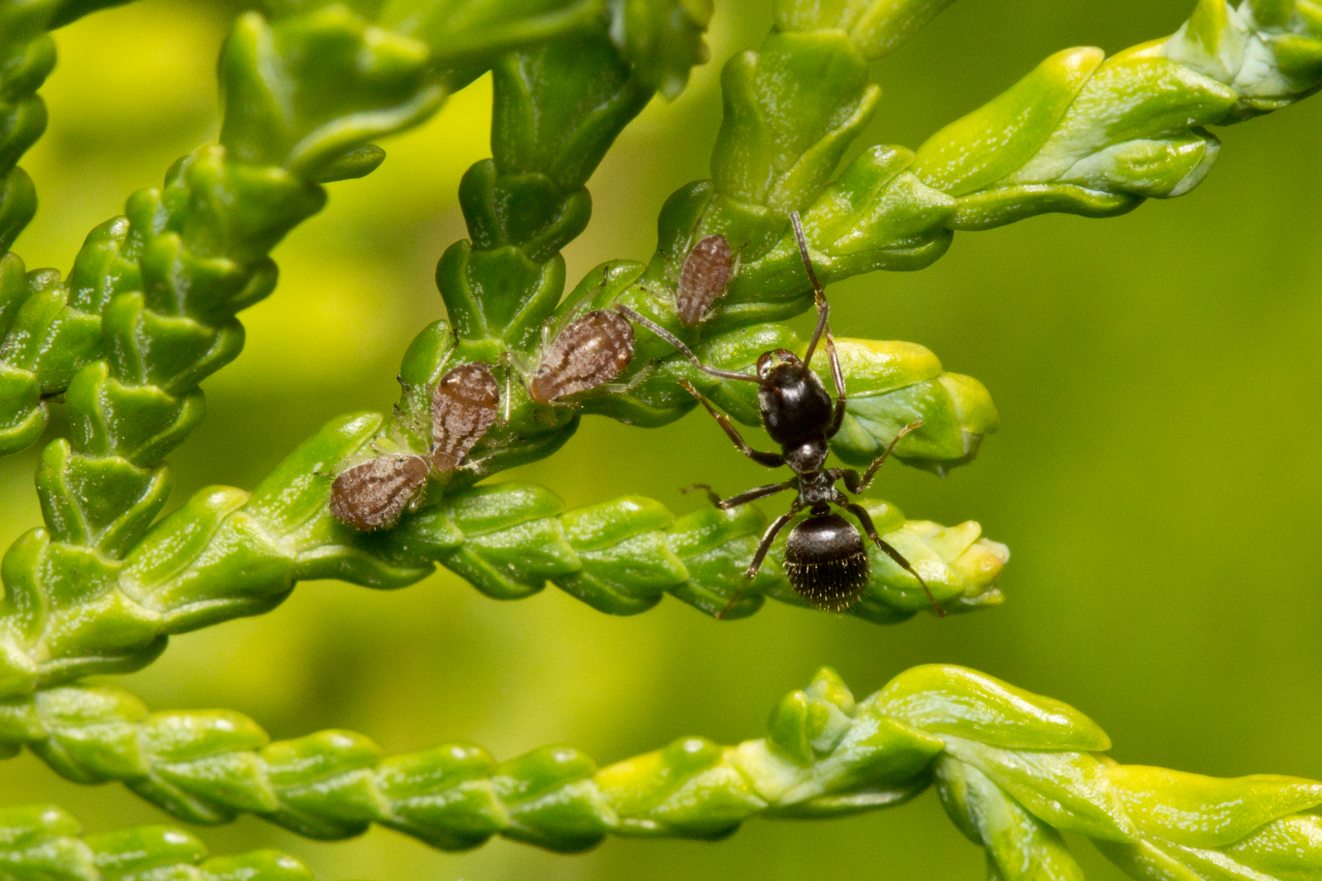 Ant Aphid 2592x1728
