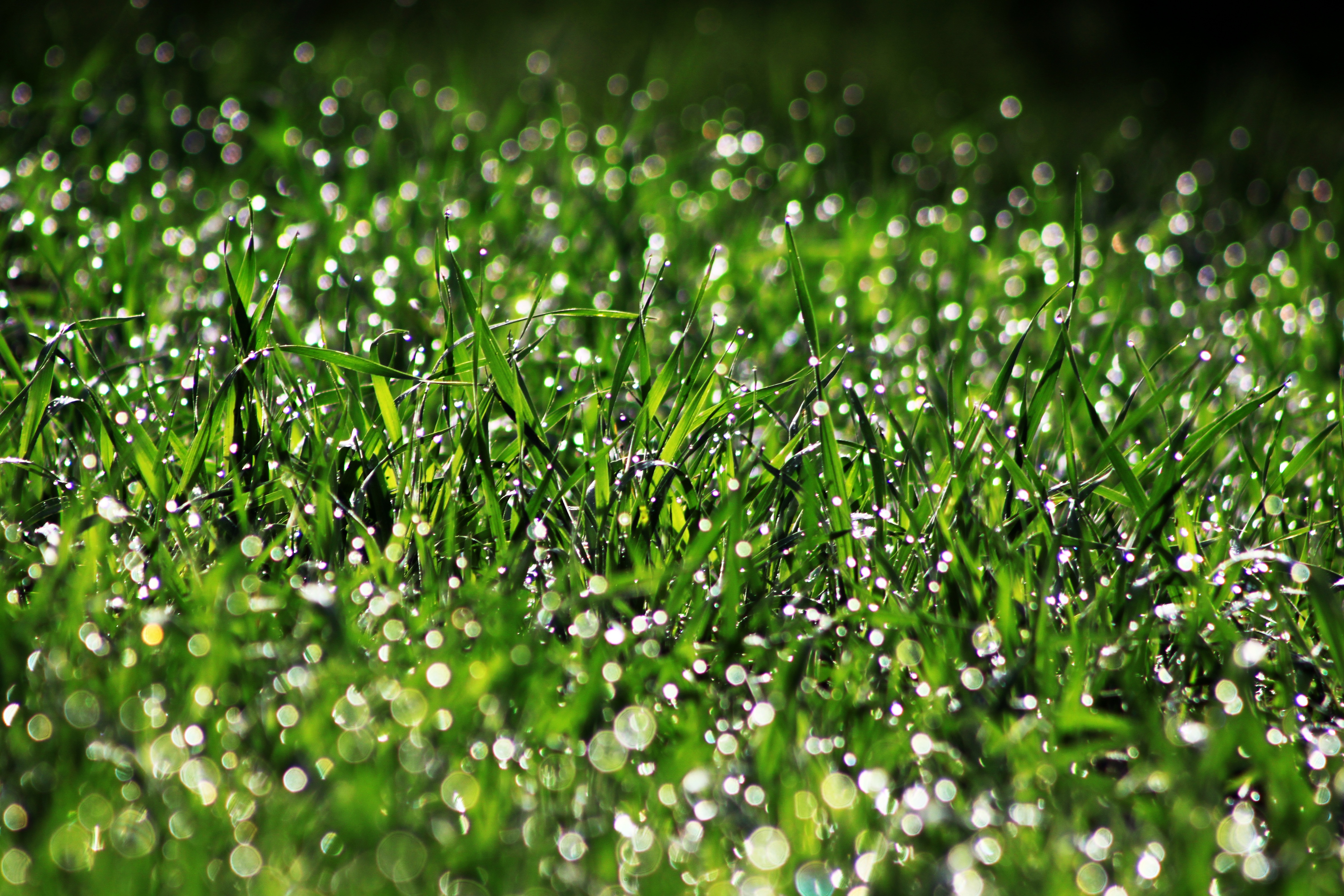 Bokeh Dew Drop Grass Green Macro 4752x3168