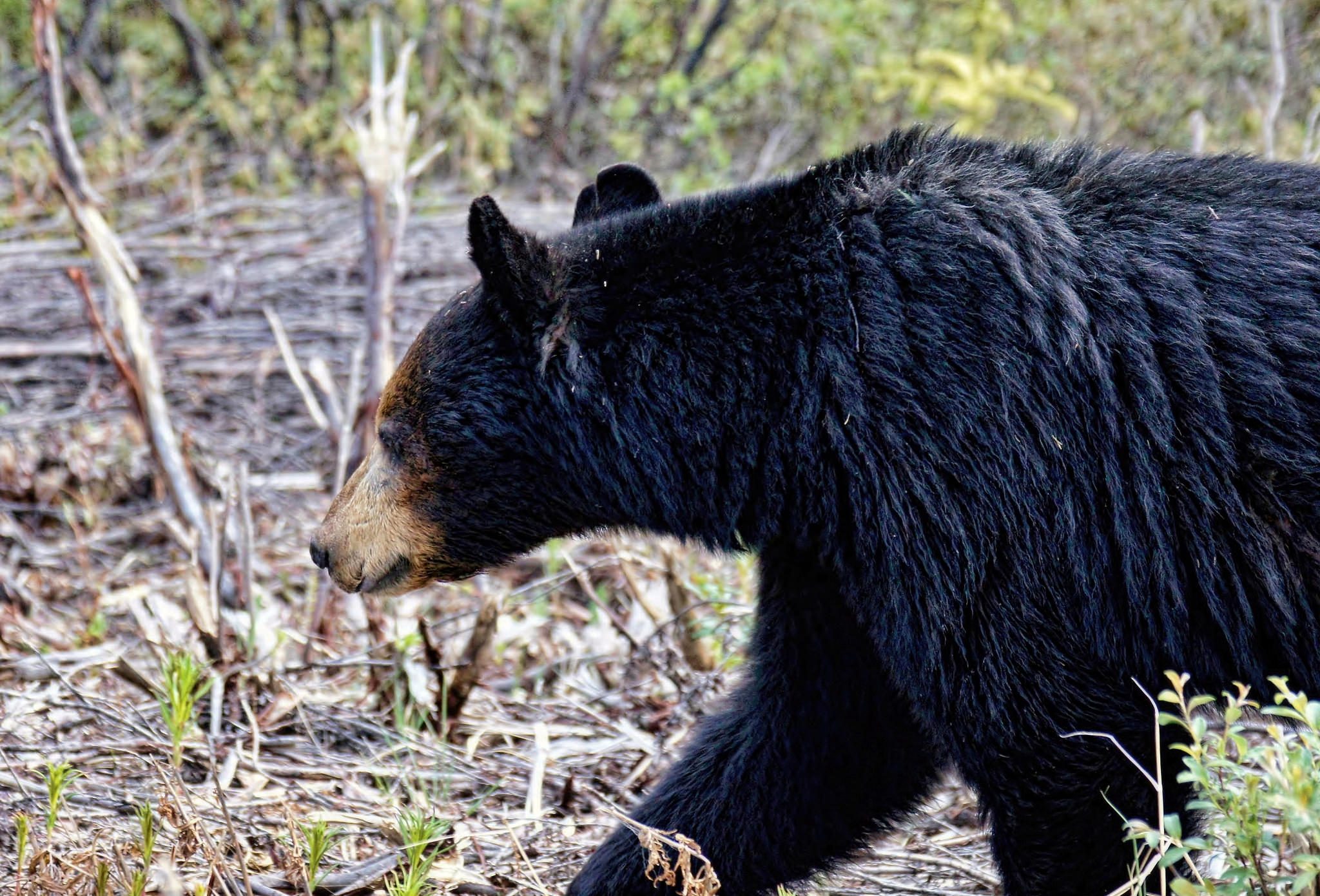 Alaska Bear Bokeh Wildlife 2048x1391