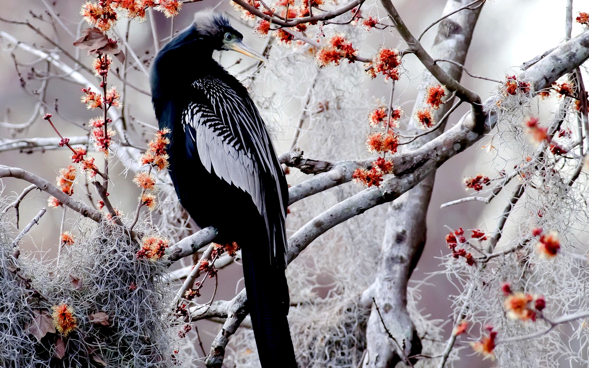 Anhinga Animal Bird Tree 1920x1200