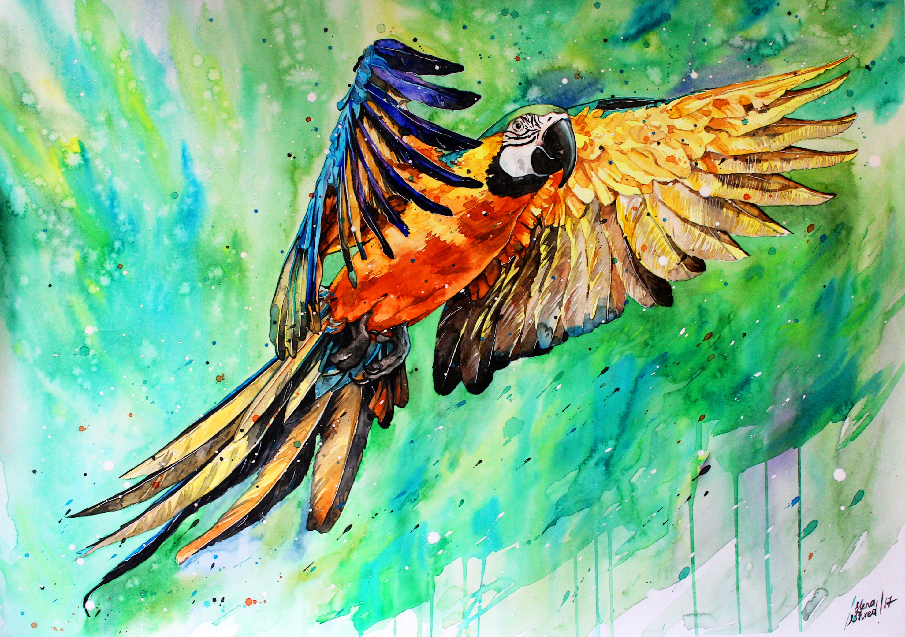 Bird Colorful Macaw Painting Watercolor Wildlife 2958x2082