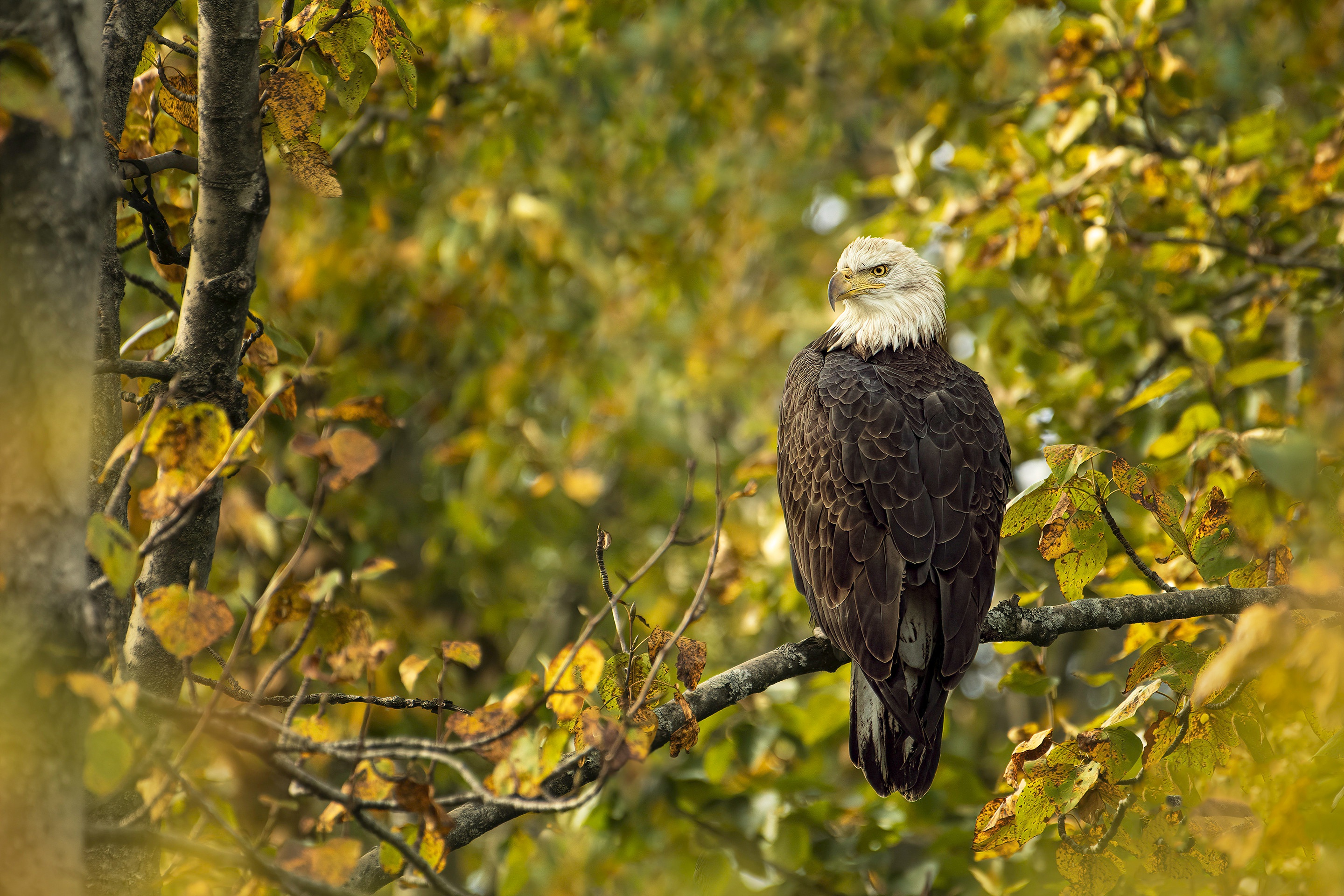 Bald Eagle Bird Bird Of Prey Wildlife 2880x1920