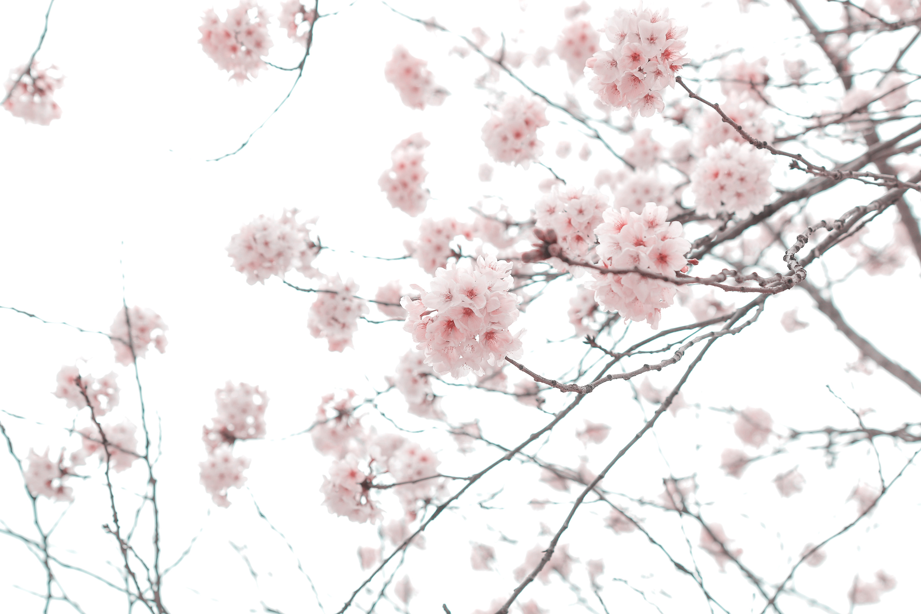 Branch Cherry Blossom Flower Spring 3000x2000