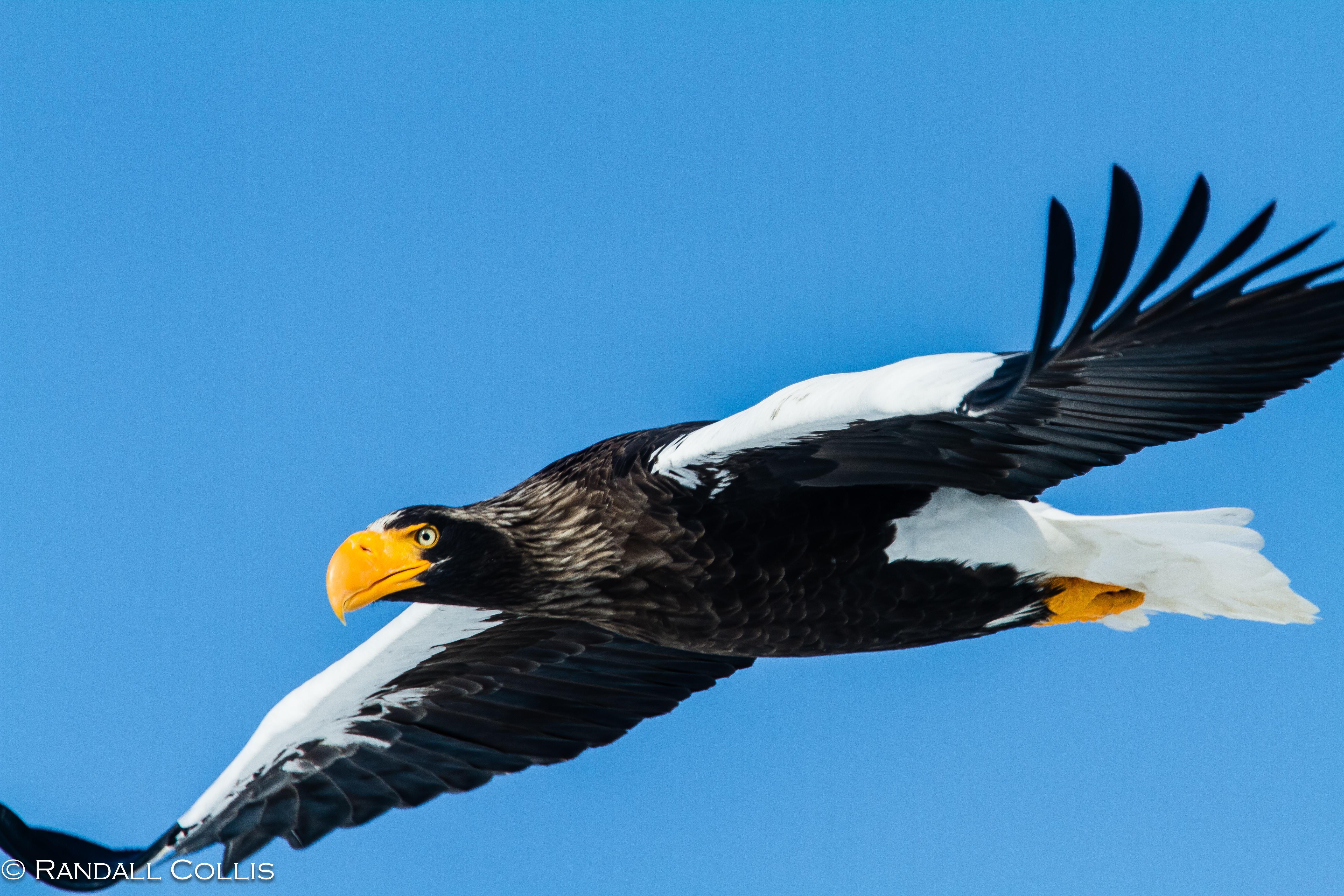 Bird Eagle Flying Steller 039 S Sea Eagle 5184x3456