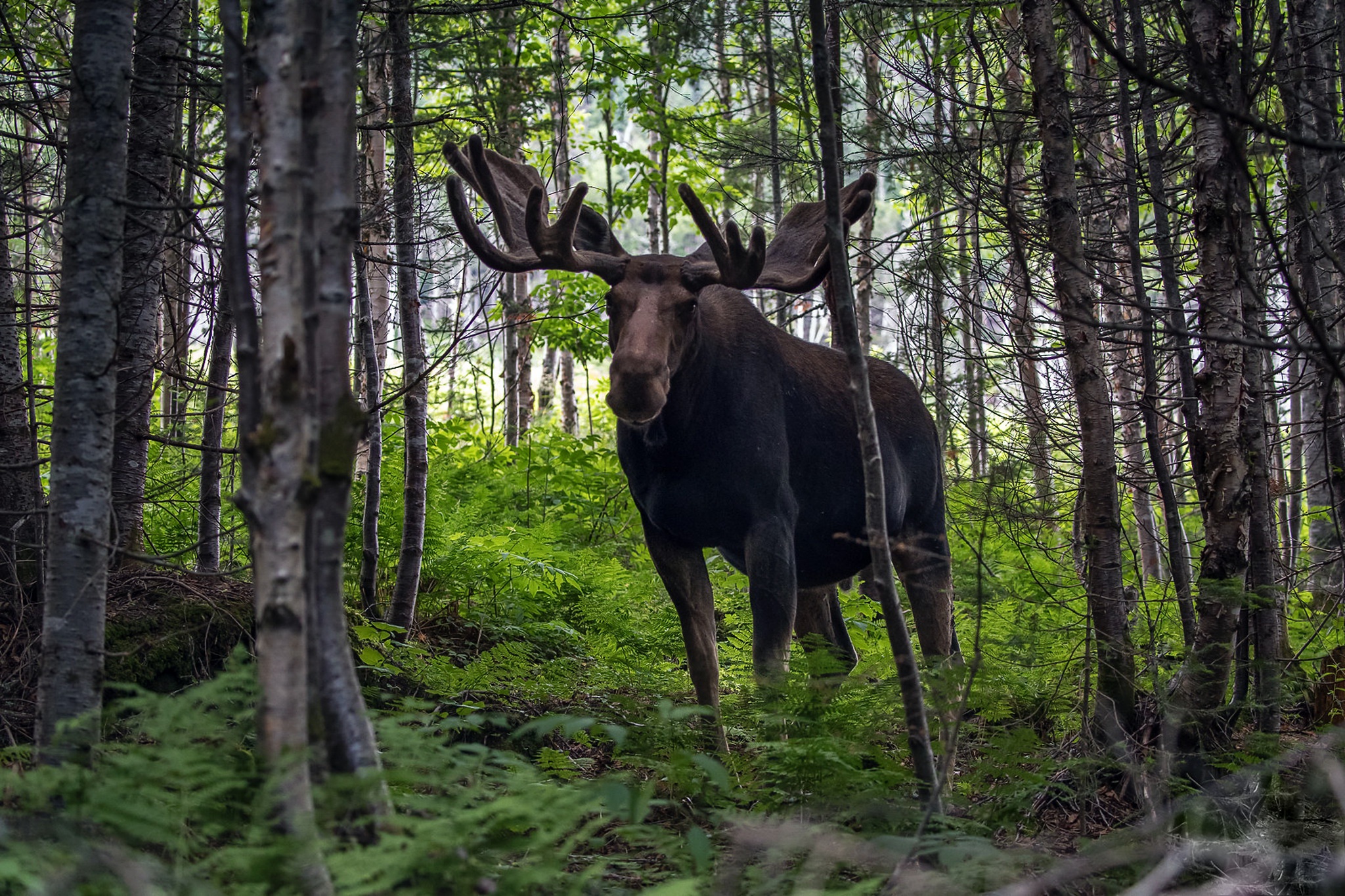 Moose Wildlife 2048x1366