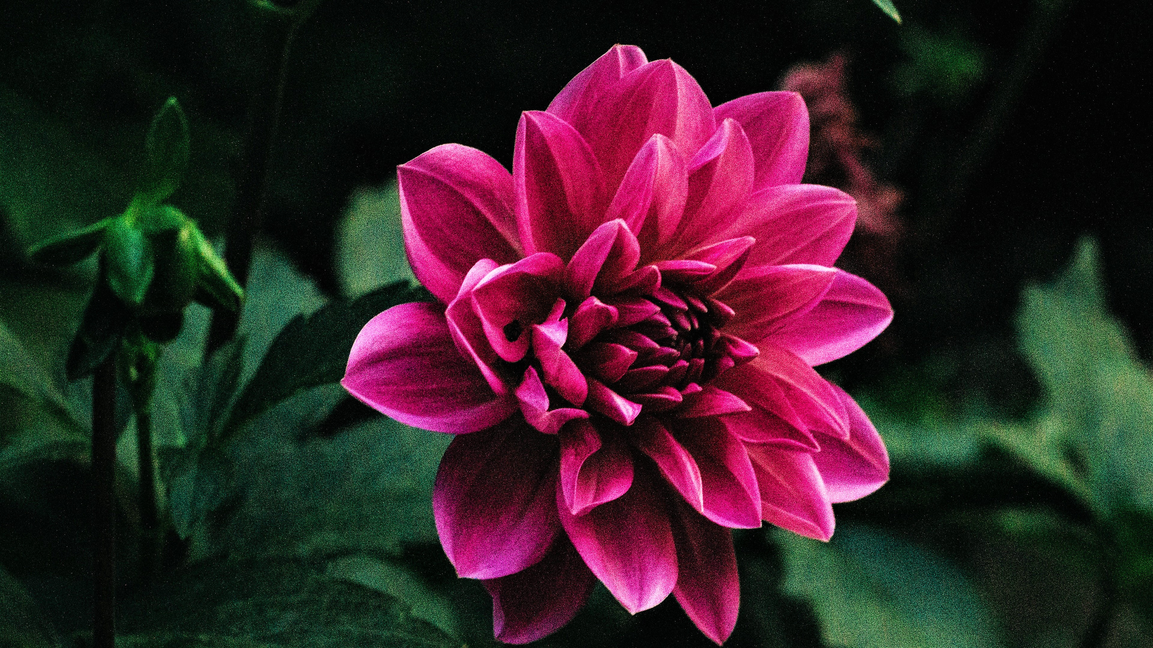 Dahlia Earth Flower Pink Flower 3840x2160