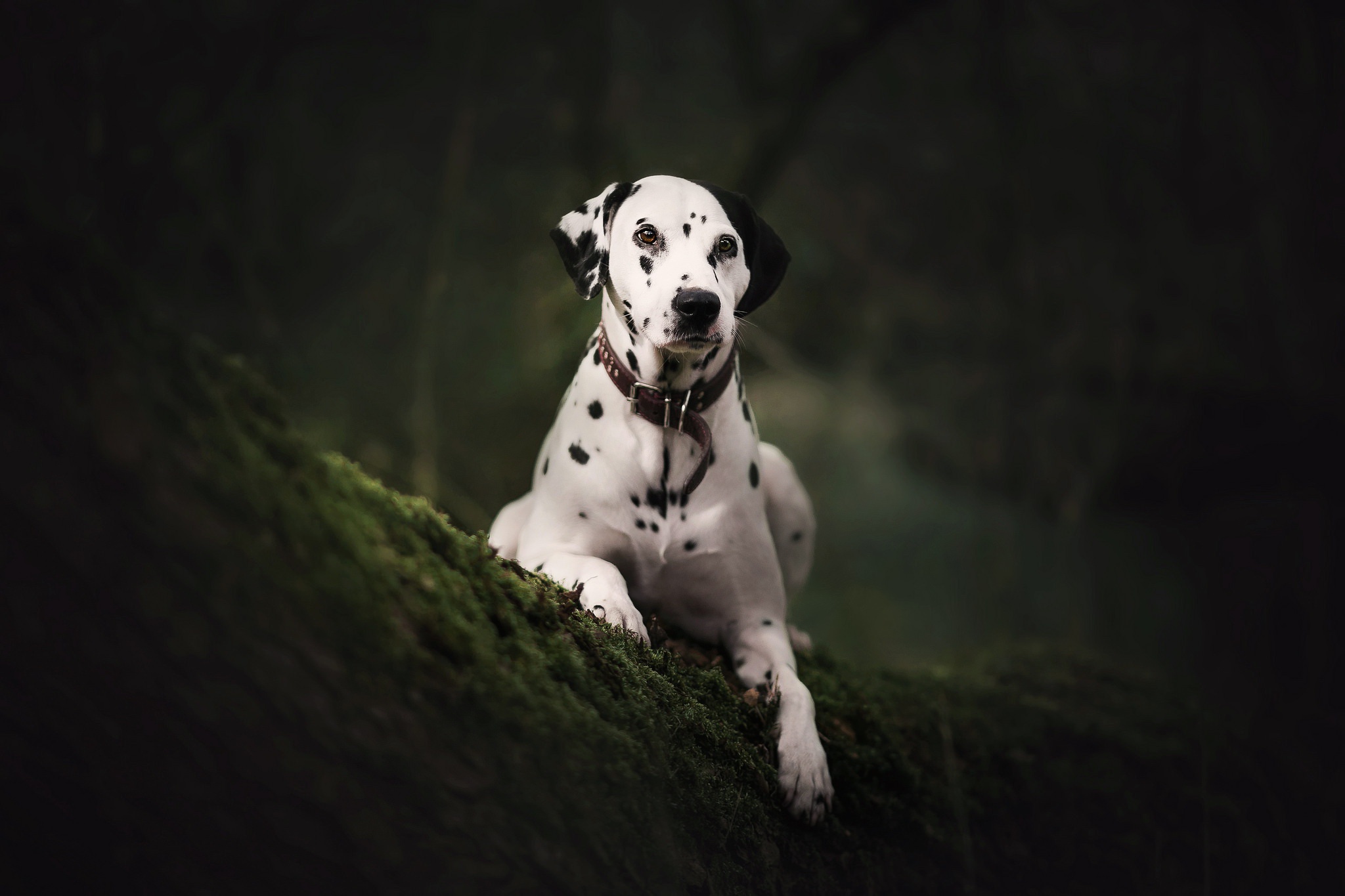 Dalmatian Dog Pet 2048x1365