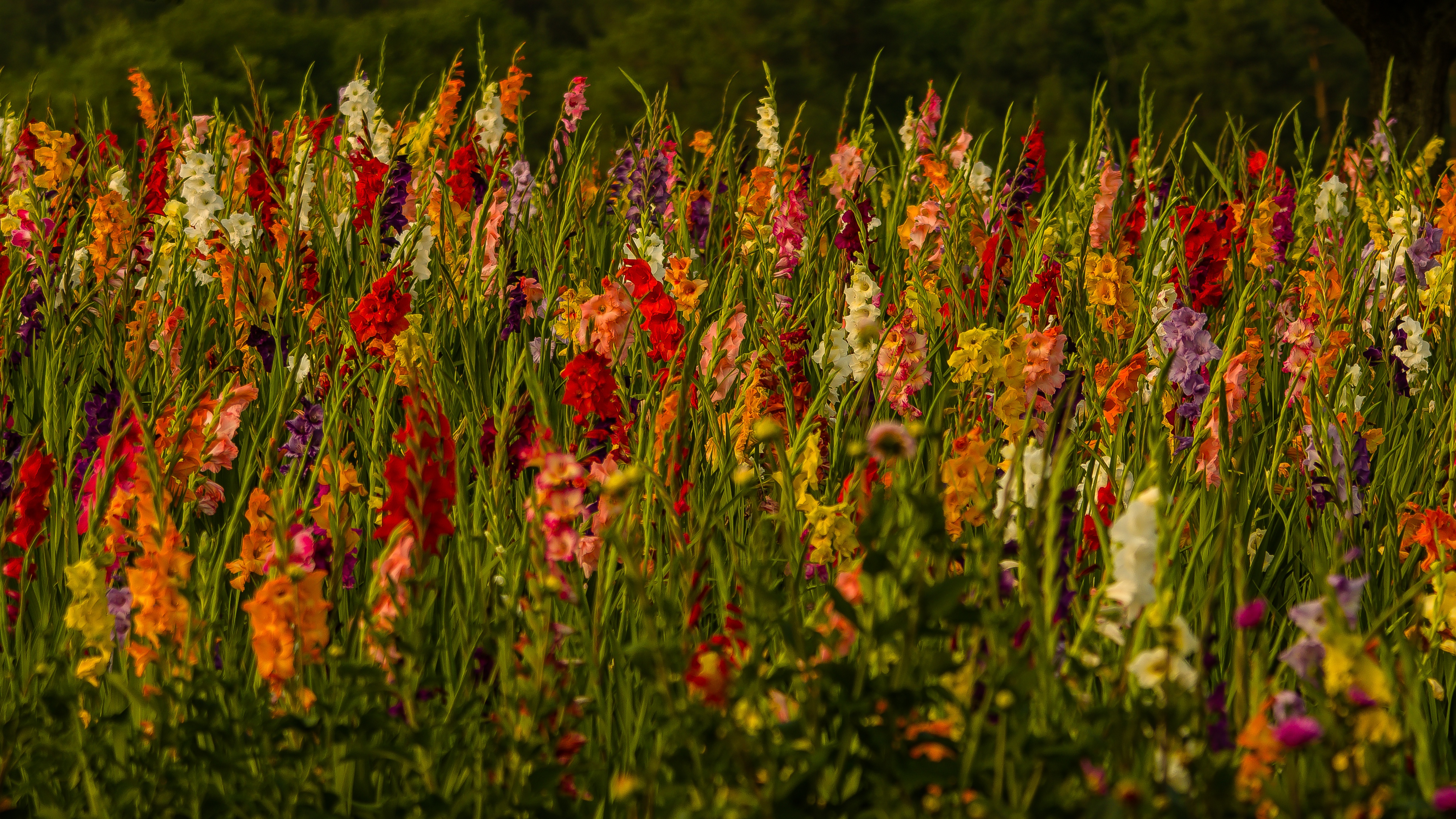 Colors Flower Gladiolus Nature 4324x2432