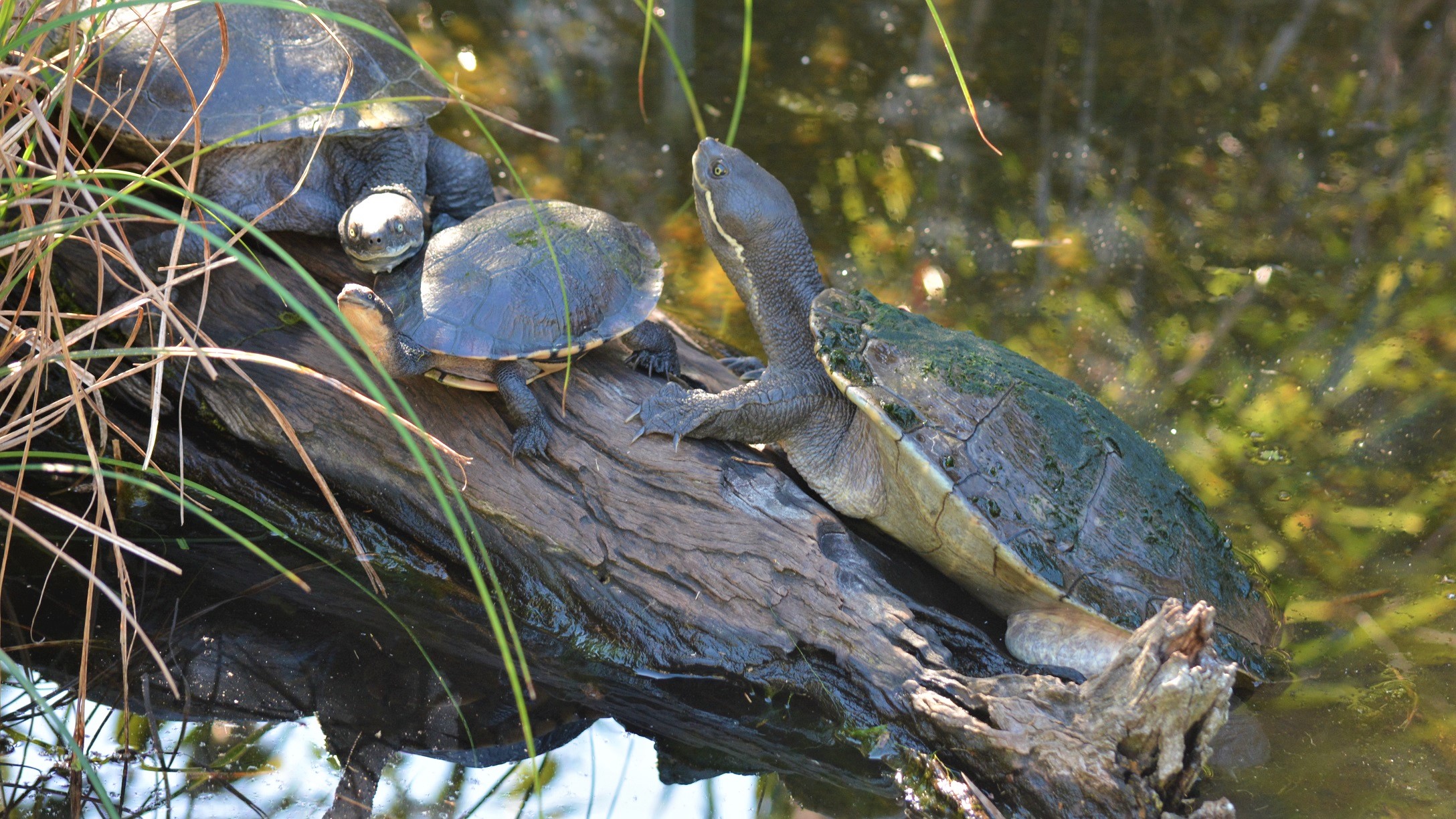 Reptile Turtle Wildlife 2176x1224