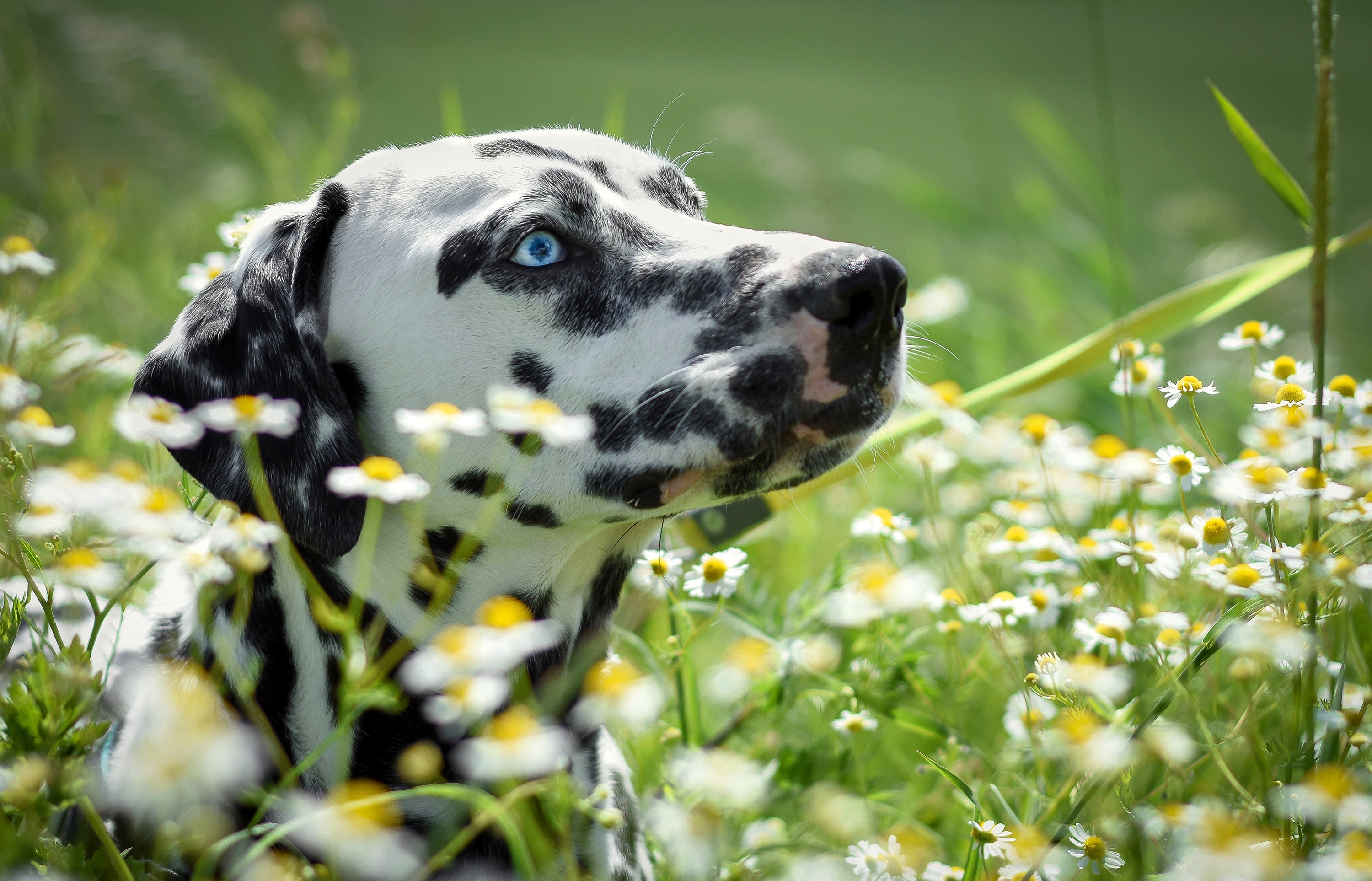 Dalmatian Dog Muzzle Pet White Flower 3000x1926