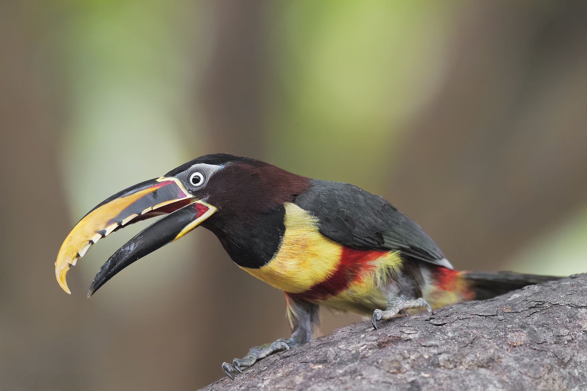 Beak Bird Toucan Wildlife 2048x1367