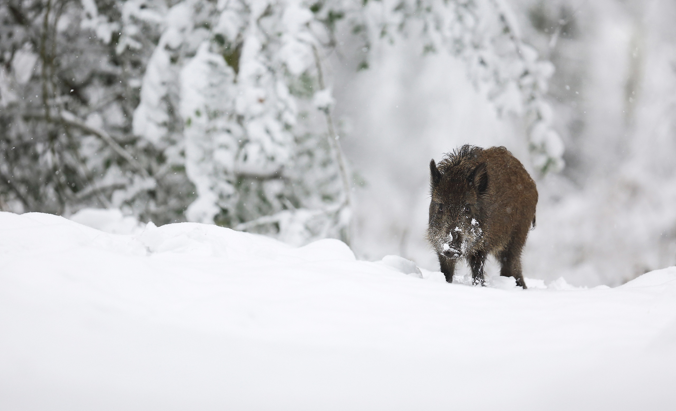 Boar Snow Wildlife Winter 2560x1557
