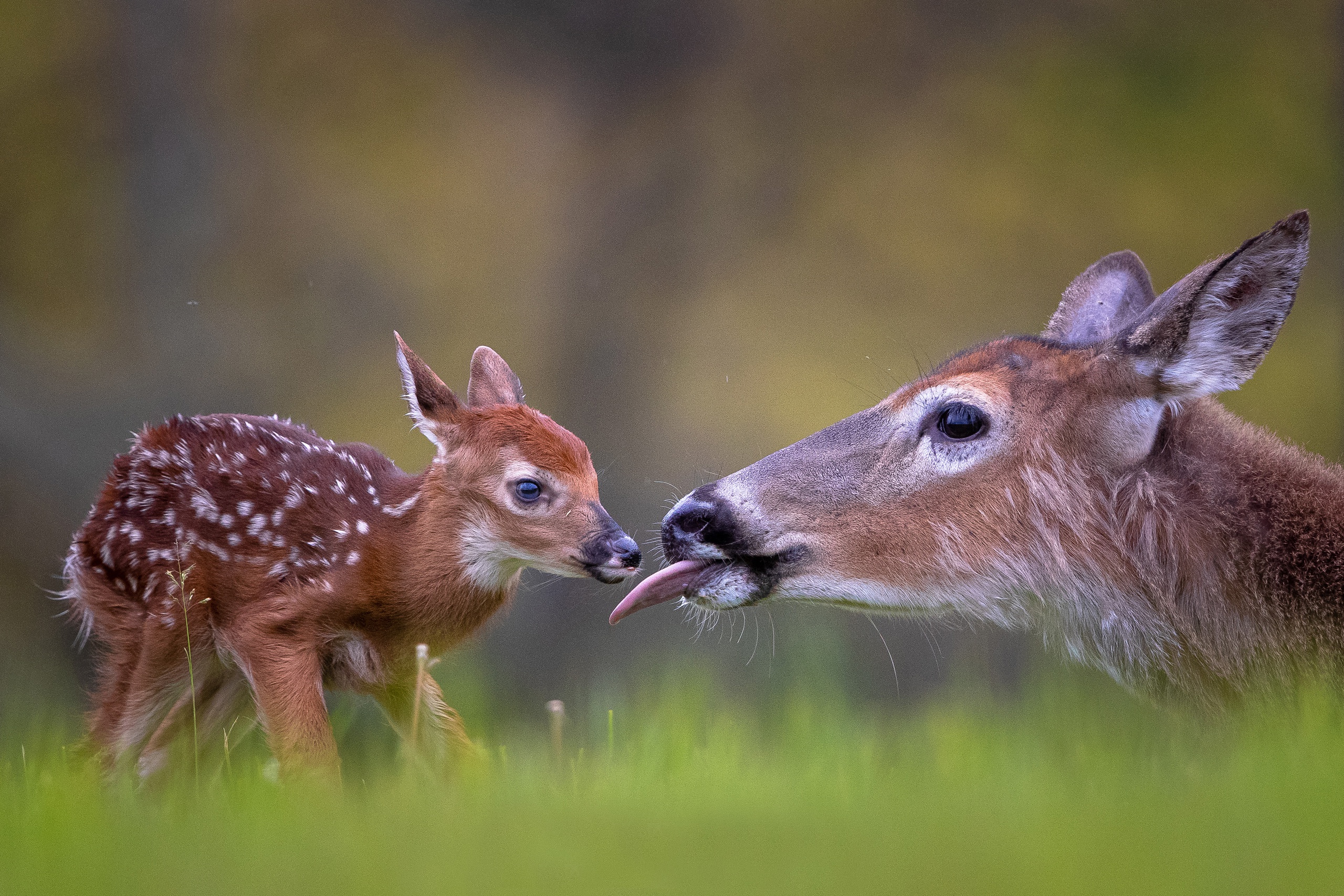 Baby Animal Deer Fawn 2560x1707