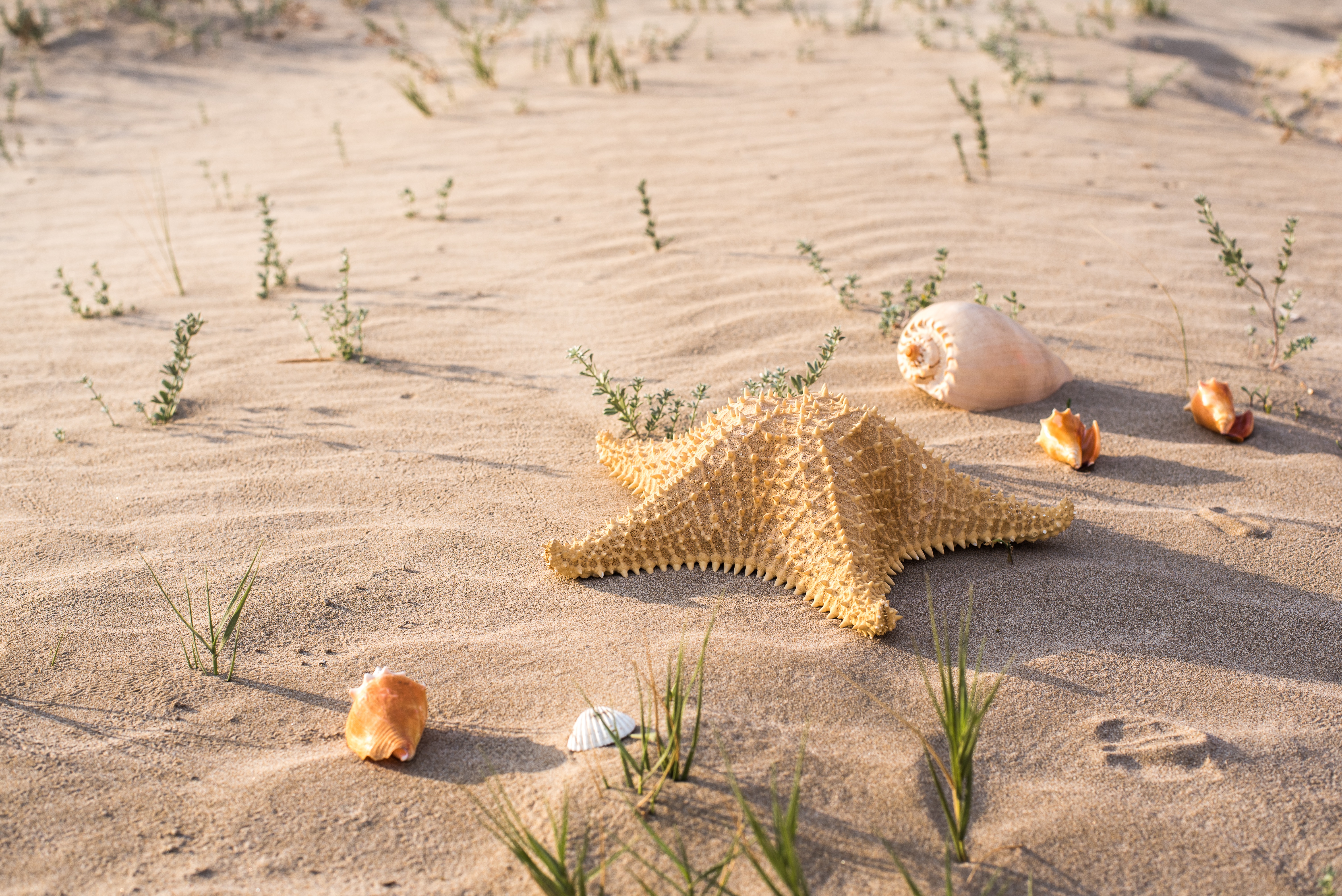 Sand Shell Starfish 6016x4016