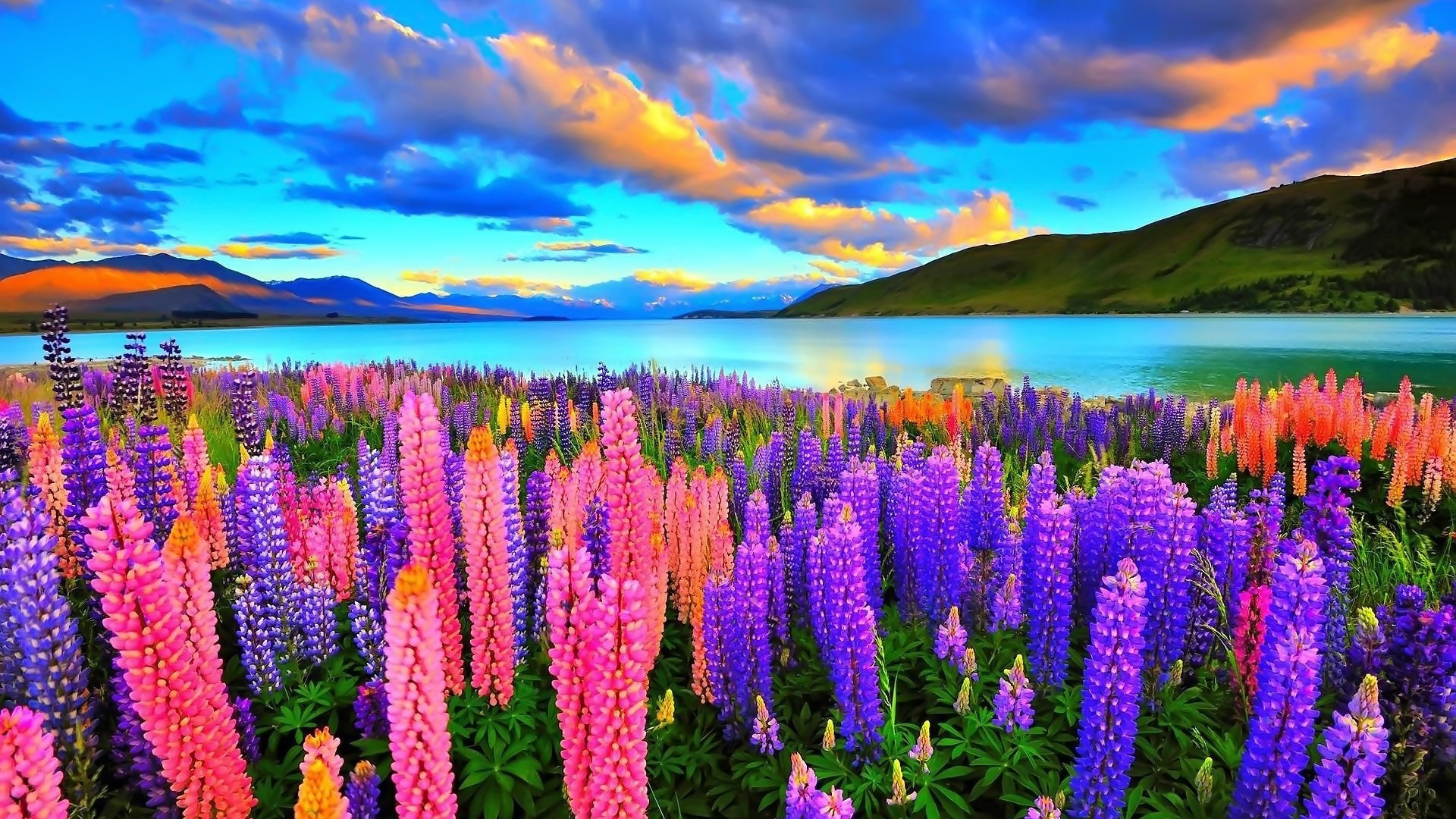 Colors Earth Flower Lake Lupine Mountain Nature Pink Purple Sky 1920x1080